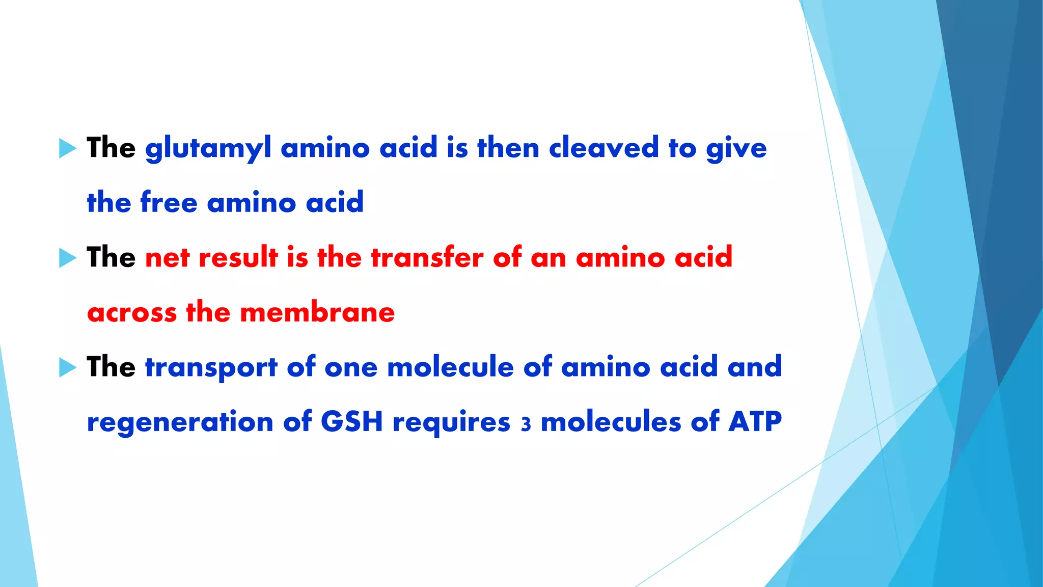  The glutamyl amino acid is then cleaved to give 
the free amino acid 
 The net result is the transfer of an amino acid 
across the membrane 
 The transport of one molecule of amino acid and 
regeneration of GSH requires 3 molecules of ATP 
 
