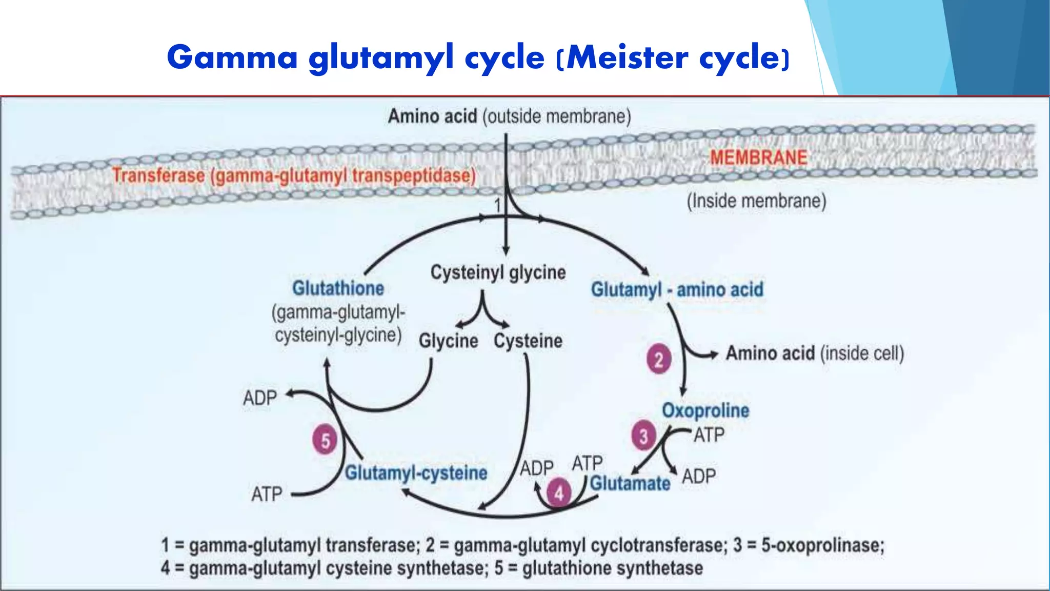 Gamma glutamyl cycle (Meister cycle) 
 