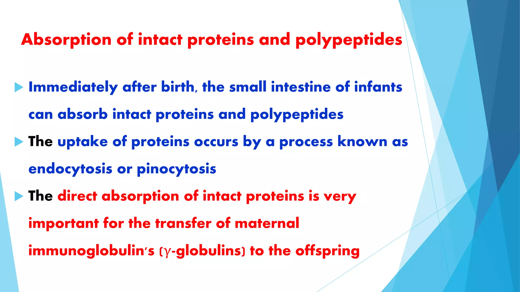 Absorption of intact proteins and polypeptides 
 Immediately after birth, the small intestine of infants 
can absorb intact proteins and polypeptides 
 The uptake of proteins occurs by a process known as 
endocytosis or pinocytosis 
 The direct absorption of intact proteins is very 
important for the transfer of maternal 
immunoglobulin's (γ-globulins) to the offspring 
 