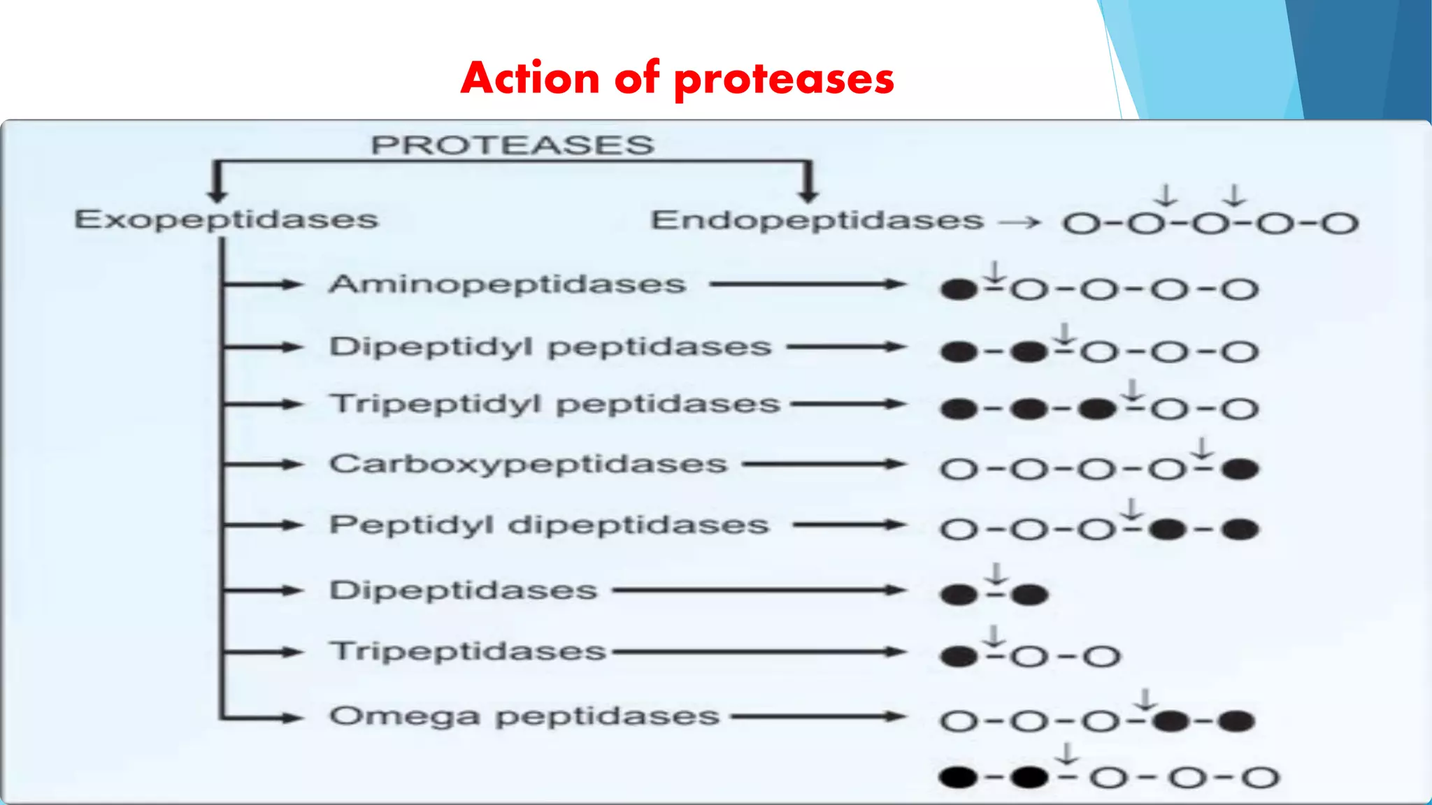 Action of proteases 
 