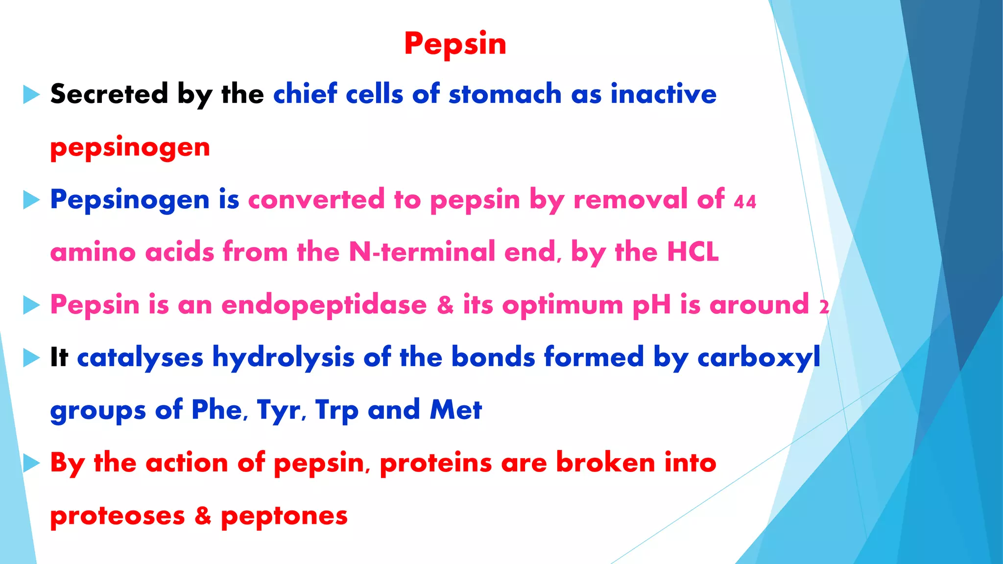 Pepsin 
 Secreted by the chief cells of stomach as inactive 
pepsinogen 
 Pepsinogen is converted to pepsin by removal of 44 
amino acids from the N-terminal end, by the HCL 
 Pepsin is an endopeptidase & its optimum pH is around 2 
 It catalyses hydrolysis of the bonds formed by carboxyl 
groups of Phe, Tyr, Trp and Met 
 By the action of pepsin, proteins are broken into 
proteoses & peptones 
 