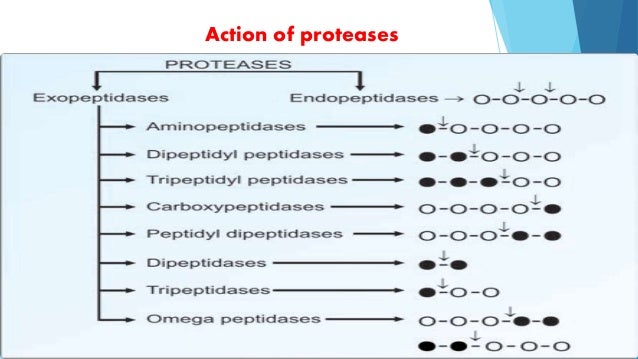 DIGESTION &amp; ABSORPTION OF PROTEINS
