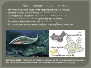  Имели хрящевой, видимо минерализованный скелет. 
 Вокруг хорды развивались ттееллаа ппооззввооннккоовв.. 
 Уплощенную голову с уушшнныыммии ккааппссууллааммии, ппааррнныыммии 
ооббоонняяттееллььнныыммии ооррггааннааммии, развитыми глазами. 
 В жаберном отделе имелось 66 жжааббееррнныыхх ддуугг. 
 Все известны из раннего кембрия Китая (Биота Чендзян). 
К И Т А Й 
Провинция Юннан 
Округ Чендзян 
Префектура Юкси (Yuxi) 
Myllokunmingia – примитивное позвоночное длиной 28 см из сланцев Маотианшан 
(Maotianshan shales) раннего кембрия из провинции Чендзян (Chengjiang). 
 