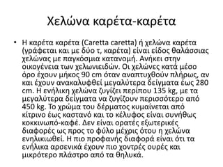 Χελώνα καρέτα-καρέτα
• Η καρέτα καρέτα (Caretta caretta) ή χελώνα καρέτα
(γράφεται και με δύο τ, καρέτα) είναι είδος θαλάσσιας
χελώνας με παγκόσμια κατανομή. Ανήκει στην
οικογένεια των χελωνιειδών. Οι χελώνες κατά μέσο
όρο έχουν μήκος 90 cm όταν αναπτυχθούν πλήρως, αν
και έχουν ανακαλυφθεί μεγαλύτερα δείγματα έως 280
cm. Η ενήλικη χελώνα ζυγίζει περίπου 135 kg, με τα
μεγαλύτερα δείγματα να ζυγίζουν περισσότερο από
450 kg. Το χρώμα του δέρματος κυμαίνεται από
κίτρινο έως καστανό και το κέλυφος είναι συνήθως
κοκκινωπό-καφέ. Δεν είναι ορατές εξωτερικές
διαφορές ως προς το φύλο μέχρις ότου η χελώνα
ενηλικιωθεί. Η πιο προφανής διαφορά είναι ότι τα
ενήλικα αρσενικά έχουν πιο χοντρές ουρές και
μικρότερο πλάστρο από τα θηλυκά.
 