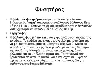 Φυσητήρας
• Η φάλαινα φυσητήρας ανήκει στην κατηγορία των
θηλαστικών "κήτη" όπως και οι υπόλοιπες φάλαινες. Έχει
μήκος 11-18 μ. Κατέχει το ρεκόρ κατάδυσης των φαλαινών,
καθώς μπορεί να καταδυθεί σε βάθος 1000 μ.
• περιγραφή
• Η φάλαινα φυσητήρας έχει μια γκρι απόχρωση σε όλο της
το σώμα. Το κεφάλι της είναι στρογγυλό, με το στόμα της
να βρίσκεται κάτω από τη μέση του κεφαλιού. Μετά το
κεφάλι της, το σώμα της είναι ρυτιδωμένο, έως λίγο πριν
την ουρά της. Η ουρά της είναι κάπως χοντρή, όπως
άλλωστε και το υπόλοιπο σώμα της. Τα πτερύγιά της
βρίσκονται αρκετά μπροστά, και είναι σχετικά μικρά σε
σχέση με το πελώριο σώμα της. Κινείται όπως όλες η
φάλαινες, ανεβοκατεβάζοντας
 