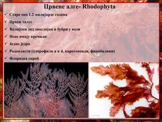 Црвене алге- Rhodophyta
 Старе око 1.2 милијарде година
 Црвен талус
 Ћелијски зид двослојан и бубри у води
 Неке имају кречњак
 Једно једро
 Родопласти (хлорофили а и d, каротеноиди, фикобилини)
 Флоридеа скроб
 