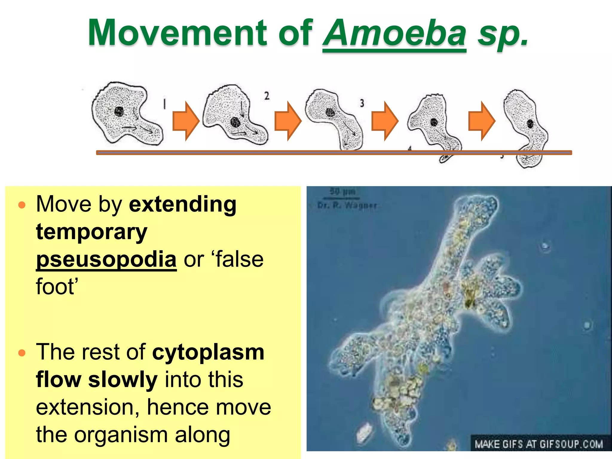 Movement of Amoeba sp. 
 Move by extending 
temporary 
pseusopodia or ‘false 
foot’ 
 The rest of cytoplasm 
flow slowly into this 
extension, hence move 
the organism along 
 