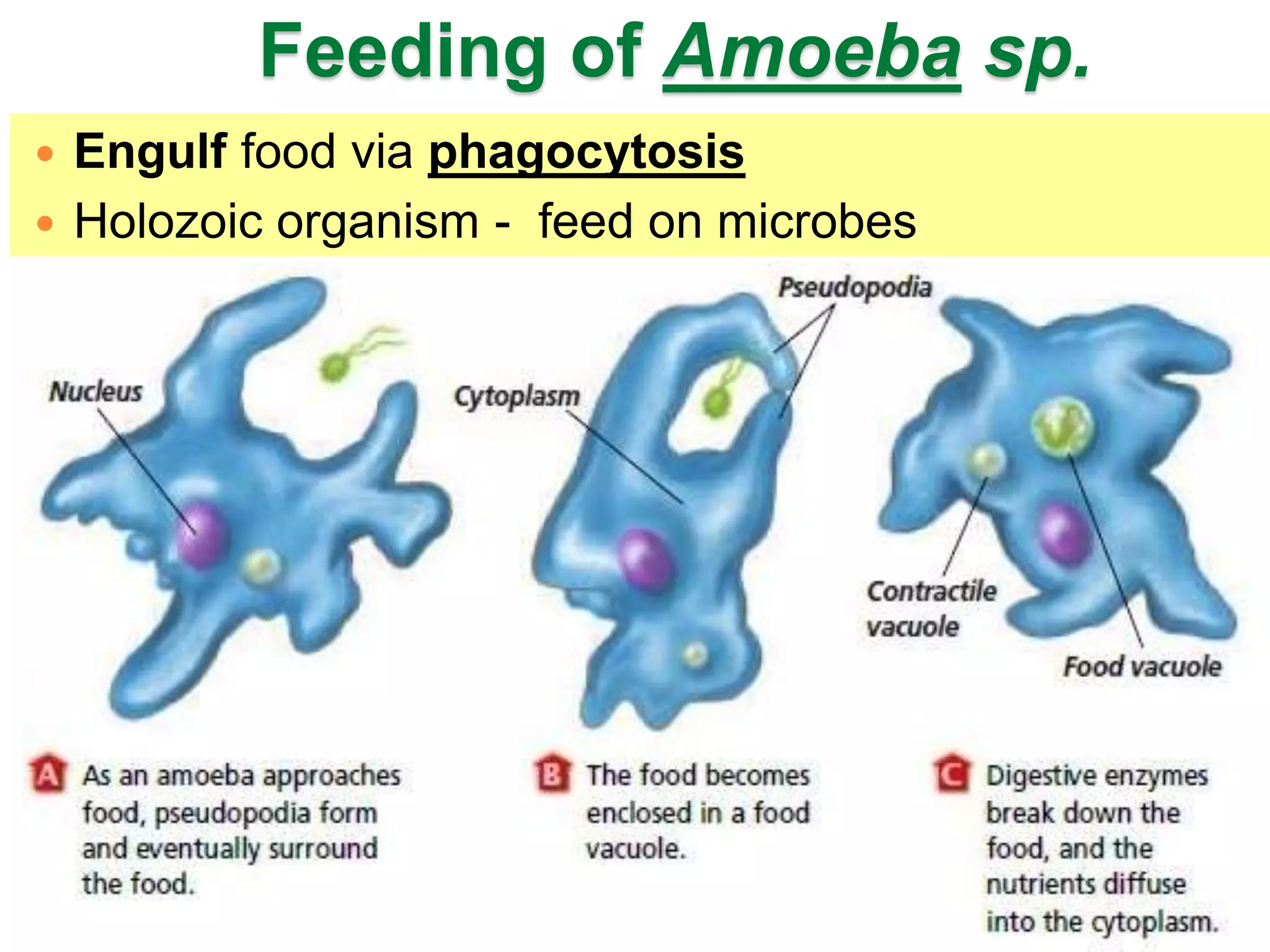 Feeding of Amoeba sp. 
 Engulf food via phagocytosis 
 Holozoic organism - feed on microbes 
 