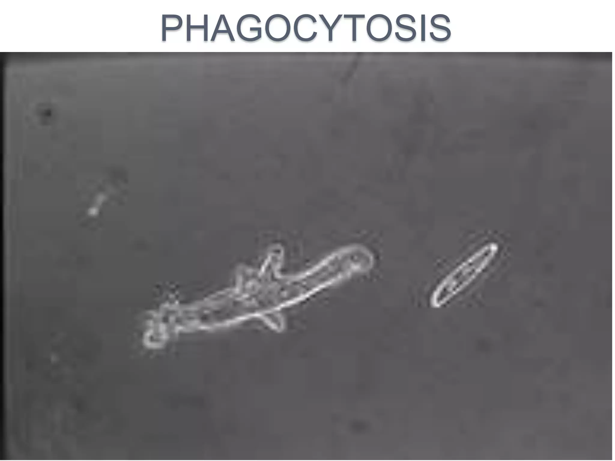 PHAGOCYTOSIS 
 
