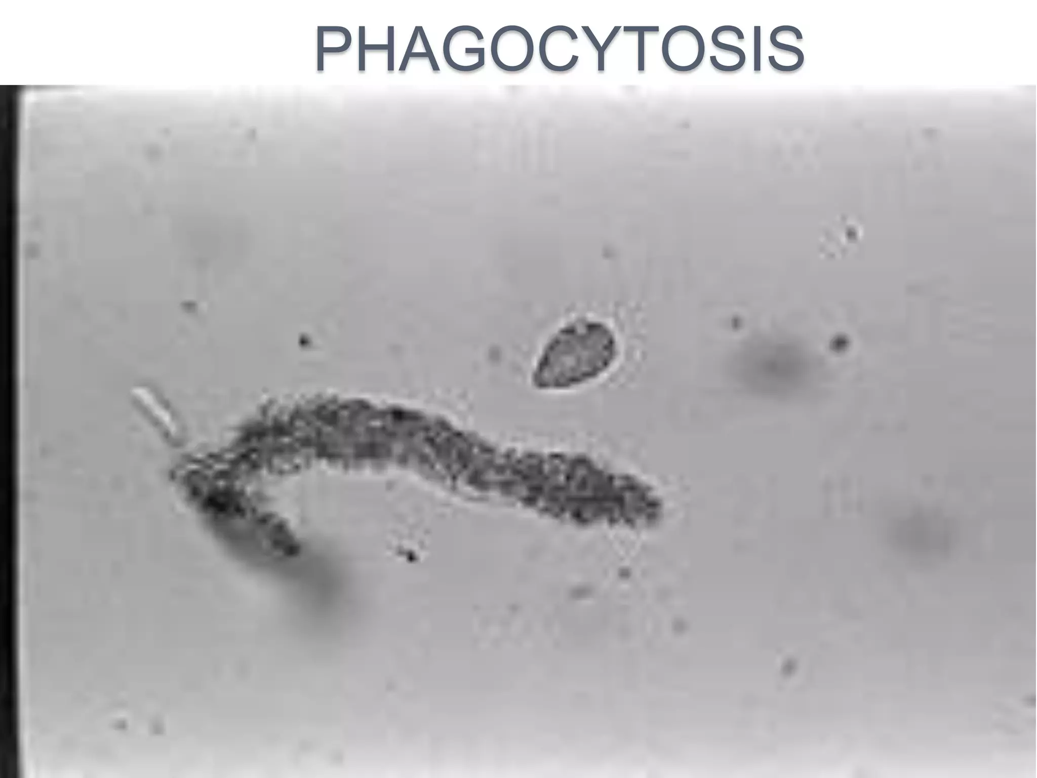 PHAGOCYTOSIS 
 