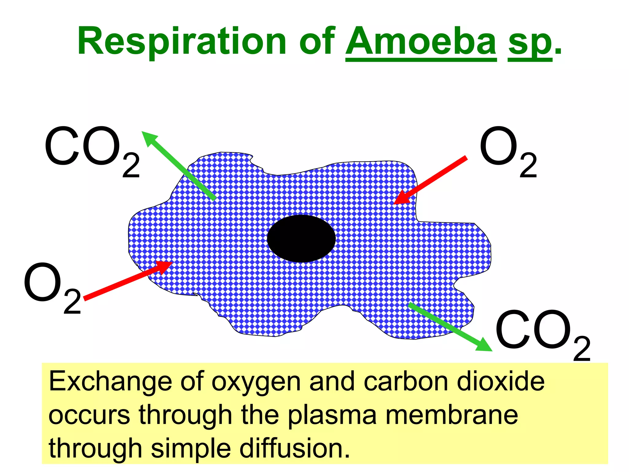 Respiration of Amoeba sp. 
O2 
CO2 
O2 
CO2 
Exchange of oxygen and carbon dioxide 
occurs through the plasma membrane 
through simple diffusion. 
 