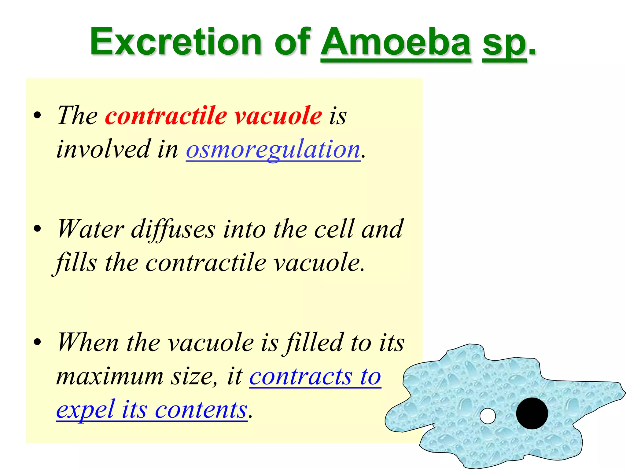 Excretion of Amoeba sp. 
• The contractile vacuole is 
involved in osmoregulation. 
• Water diffuses into the cell and 
fills the contractile vacuole. 
• When the vacuole is filled to its 
maximum size, it contracts to 
expel its contents. 
 