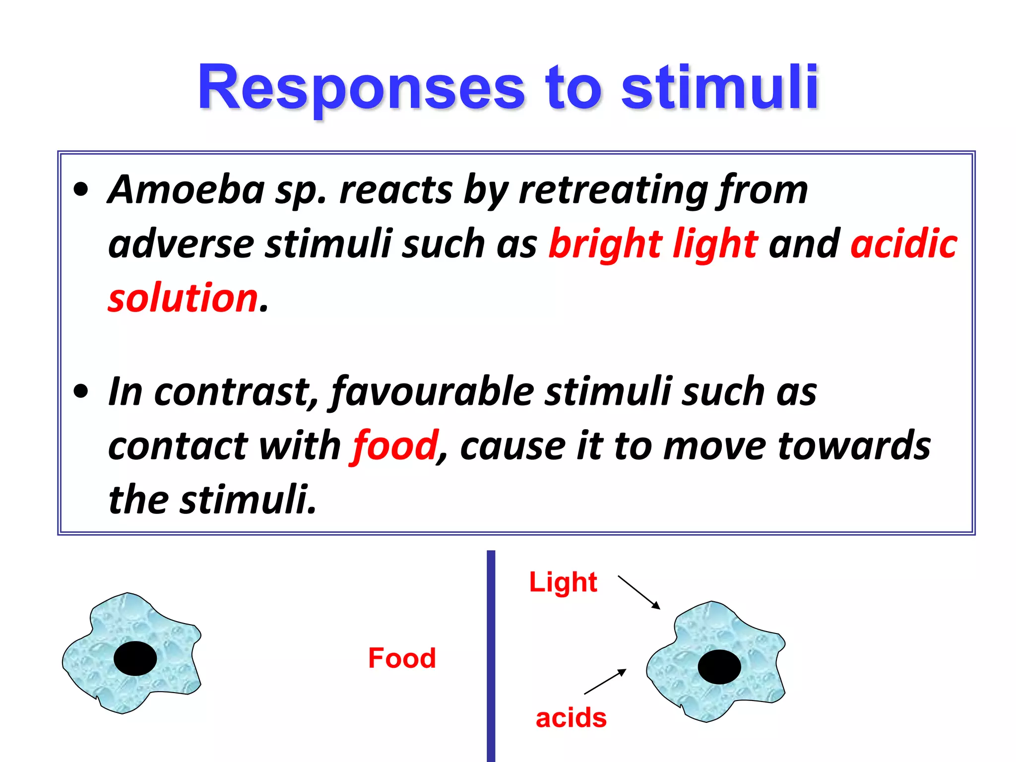 Responses to stimuli 
• Amoeba sp. reacts by retreating from 
adverse stimuli such as bright light and acidic 
solution. 
• In contrast, favourable stimuli such as 
contact with food, cause it to move towards 
the stimuli. 
Food 
Light 
acids 
 