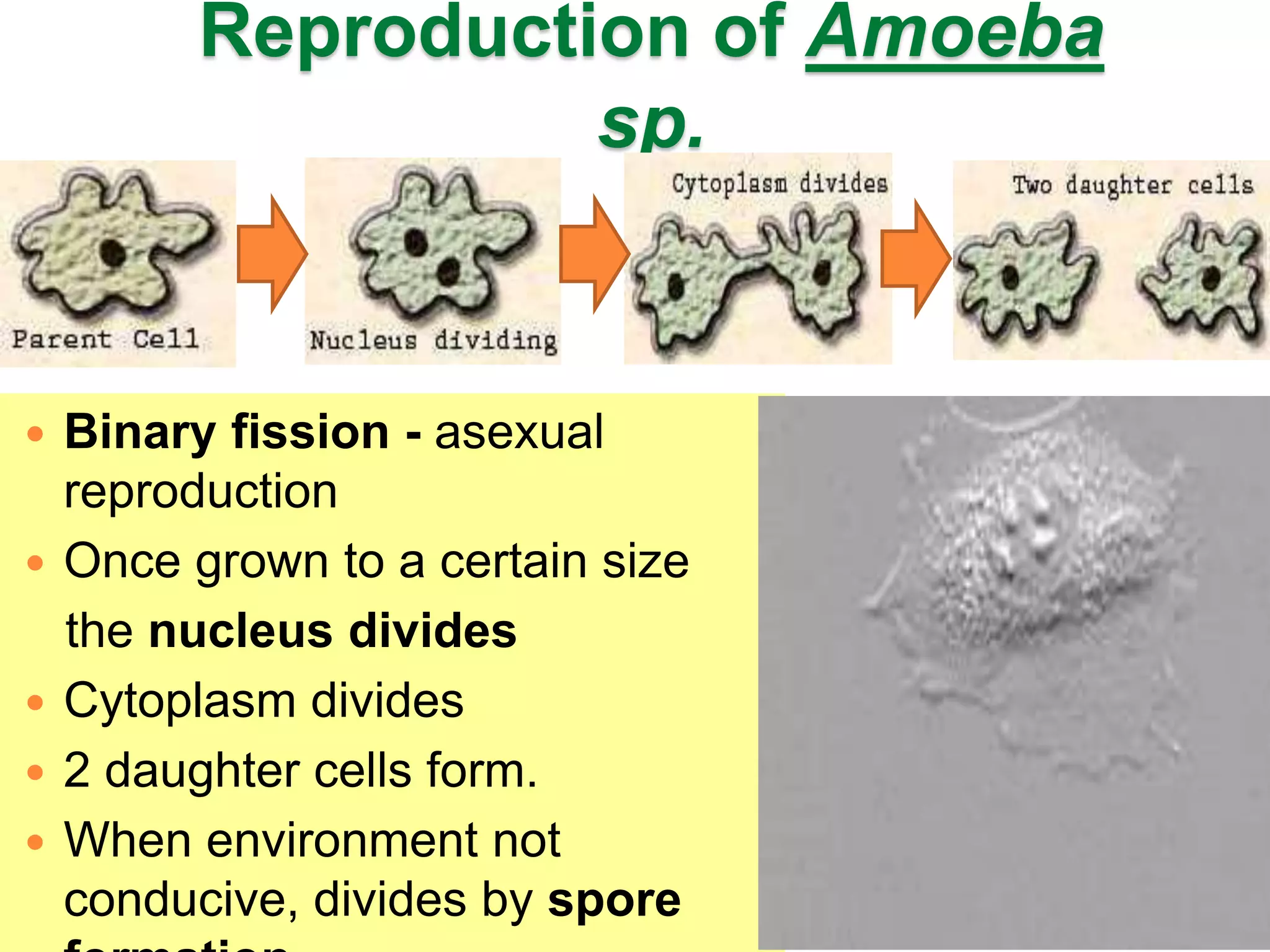 Reproduction of Amoeba 
sp. 
 Binary fission - asexual 
reproduction 
 Once grown to a certain size 
the nucleus divides 
 Cytoplasm divides 
 2 daughter cells form. 
 When environment not 
conducive, divides by spore 
formation 
 