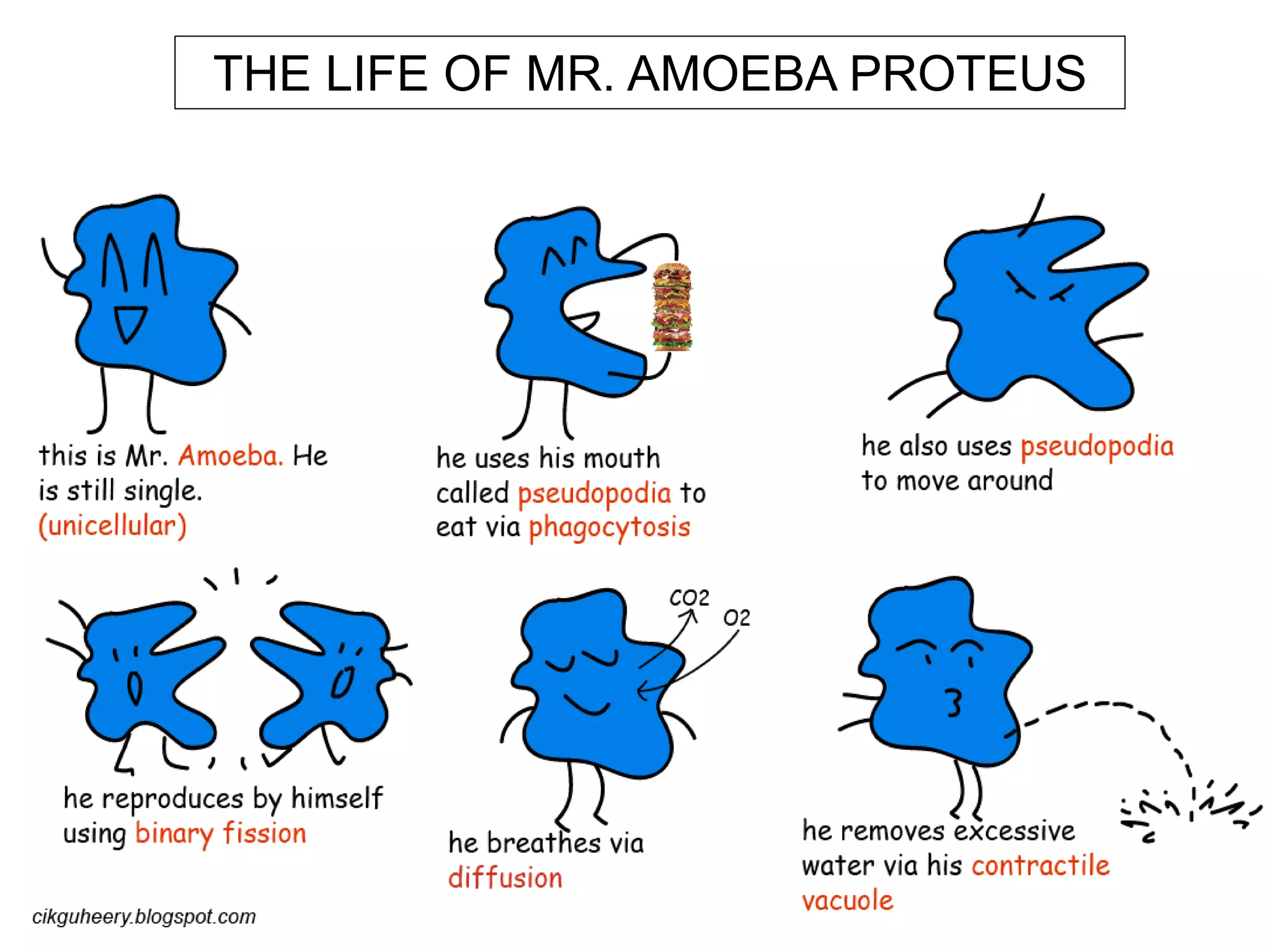 THE LIFE OF MR. AMOEBA PROTEUS 
 