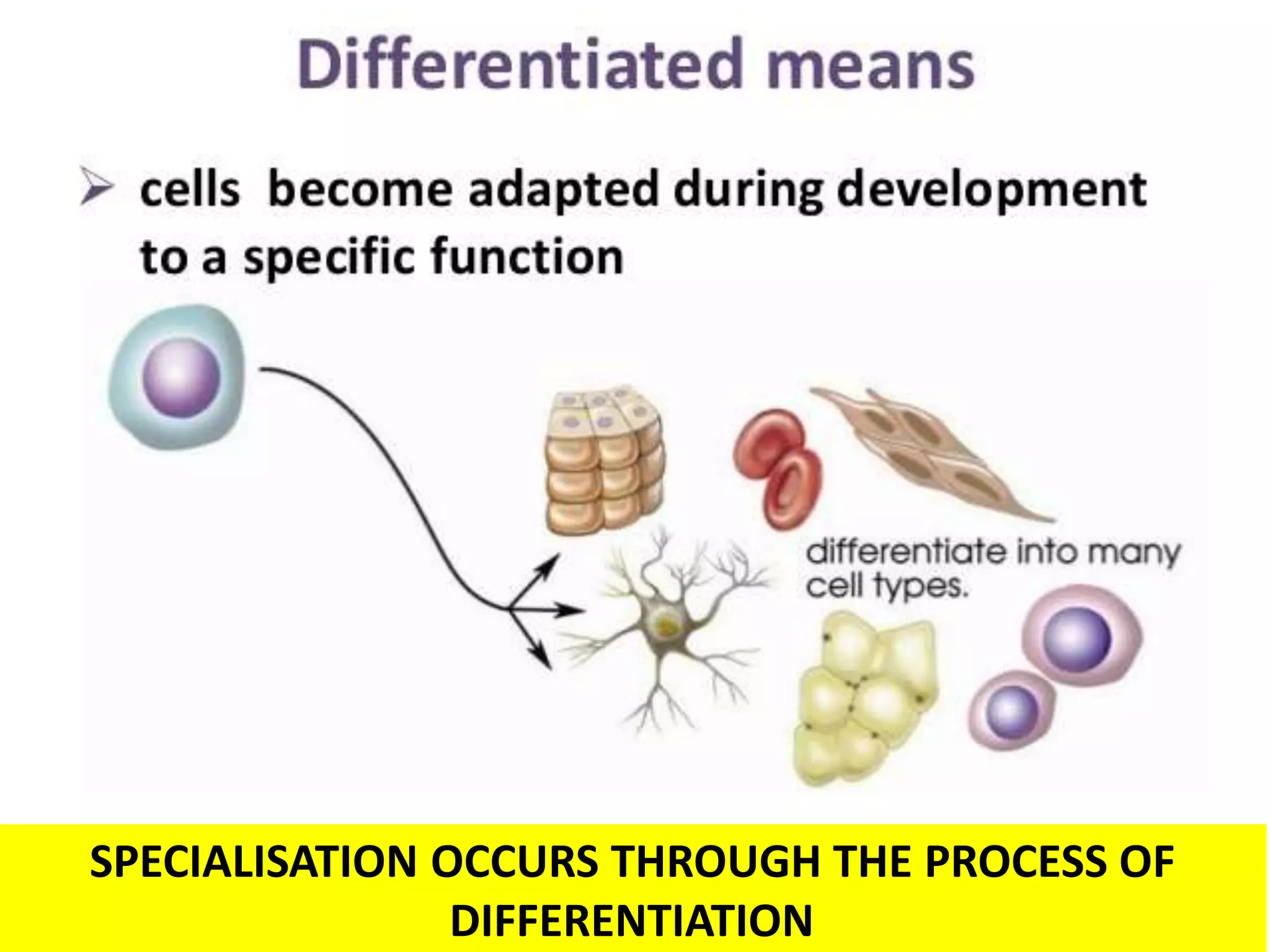 SPECIALISATION OCCURS THROUGH THE PROCESS OF 
DIFFERENTIATION 
 