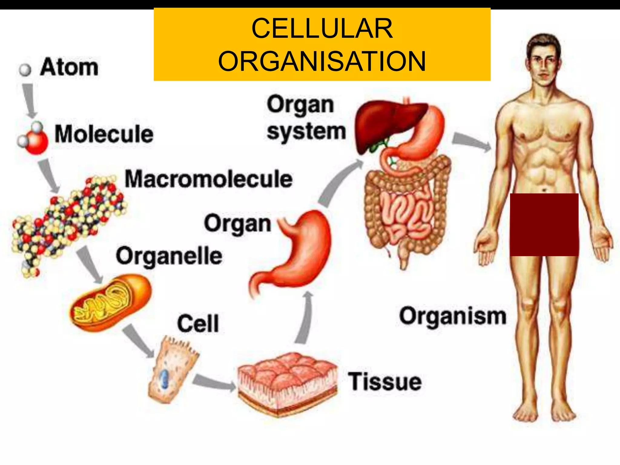 CELLULAR 
ORGANISATION 
 