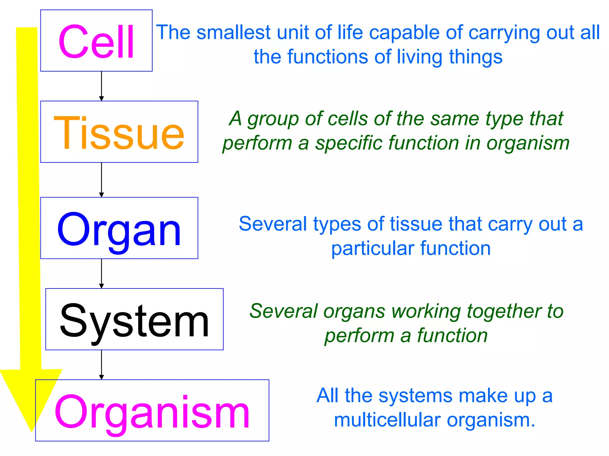 Cell 
The smallest unit of life capable of carrying out all 
Tissue 
Organ 
System 
Organism 
the functions of living things 
A group of cells of the same type that 
perform a specific function in organism 
Several types of tissue that carry out a 
particular function 
Several organs working together to 
perform a function 
All the systems make up a 
multicellular organism. 
 