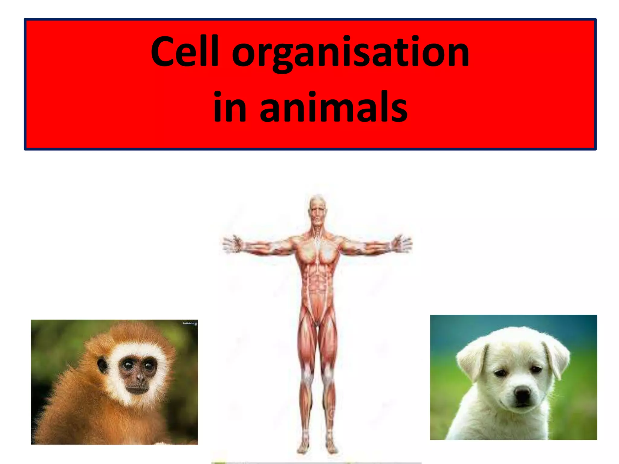 Cell organisation 
in animals 
 