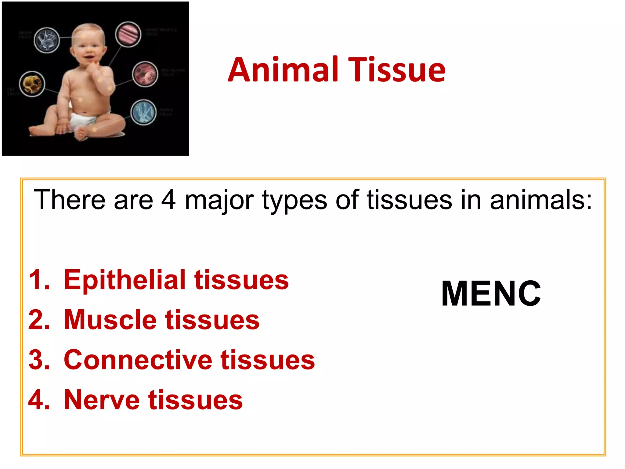 Animal Tissue 
There are 4 major types of tissues in animals: 
1. Epithelial tissues 
2. Muscle tissues 
3. Connective tissues 
4. Nerve tissues 
MENC 
 