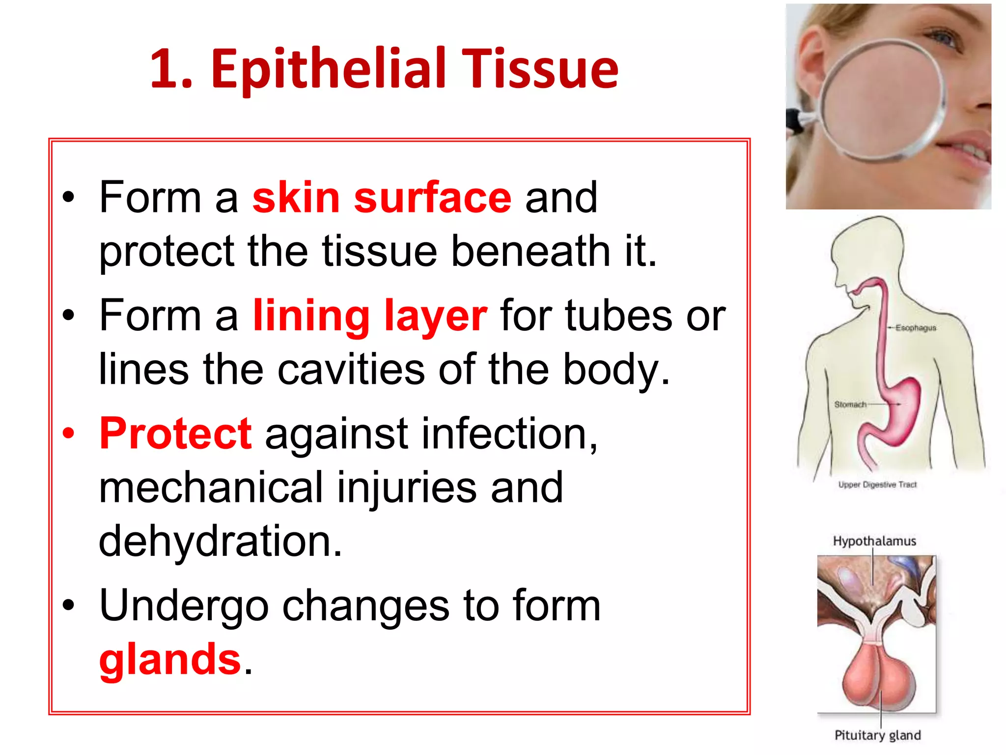 1. Epithelial Tissue 
• Form a skin surface and 
protect the tissue beneath it. 
• Form a lining layer for tubes or 
lines the cavities of the body. 
• Protect against infection, 
mechanical injuries and 
dehydration. 
• Undergo changes to form 
glands. 
 