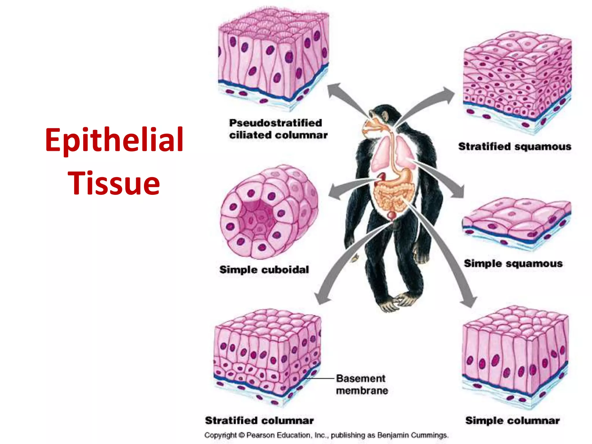 Epithelial 
Tissue 
 