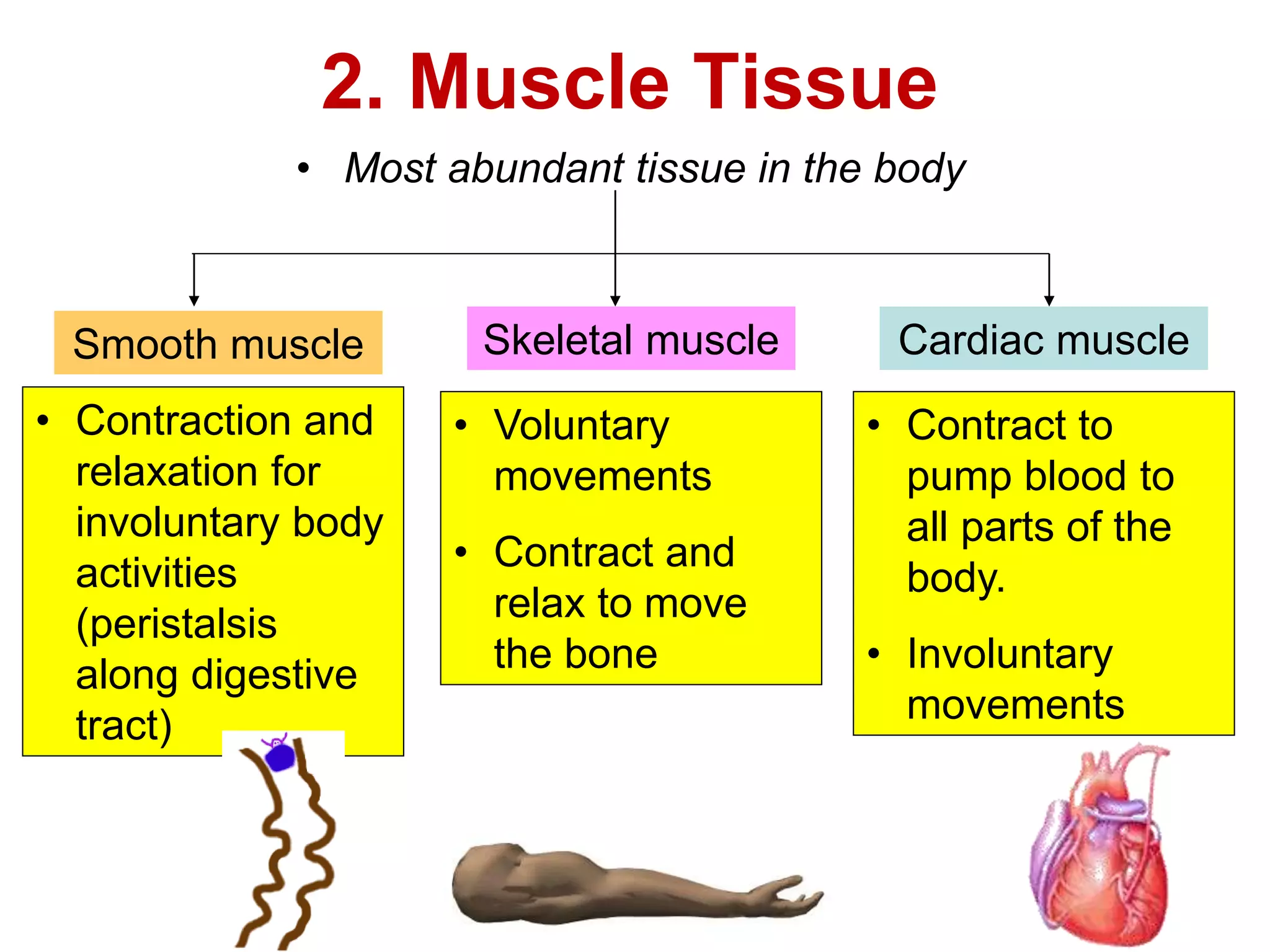 2. Muscle Tissue 
• Most abundant tissue in the body 
Smooth muscle Skeletal muscle Cardiac muscle 
• Contraction and 
relaxation for 
involuntary body 
activities 
(peristalsis 
along digestive 
tract) 
• Voluntary 
movements 
• Contract and 
relax to move 
the bone 
• Contract to 
pump blood to 
all parts of the 
body. 
• Involuntary 
movements 
 