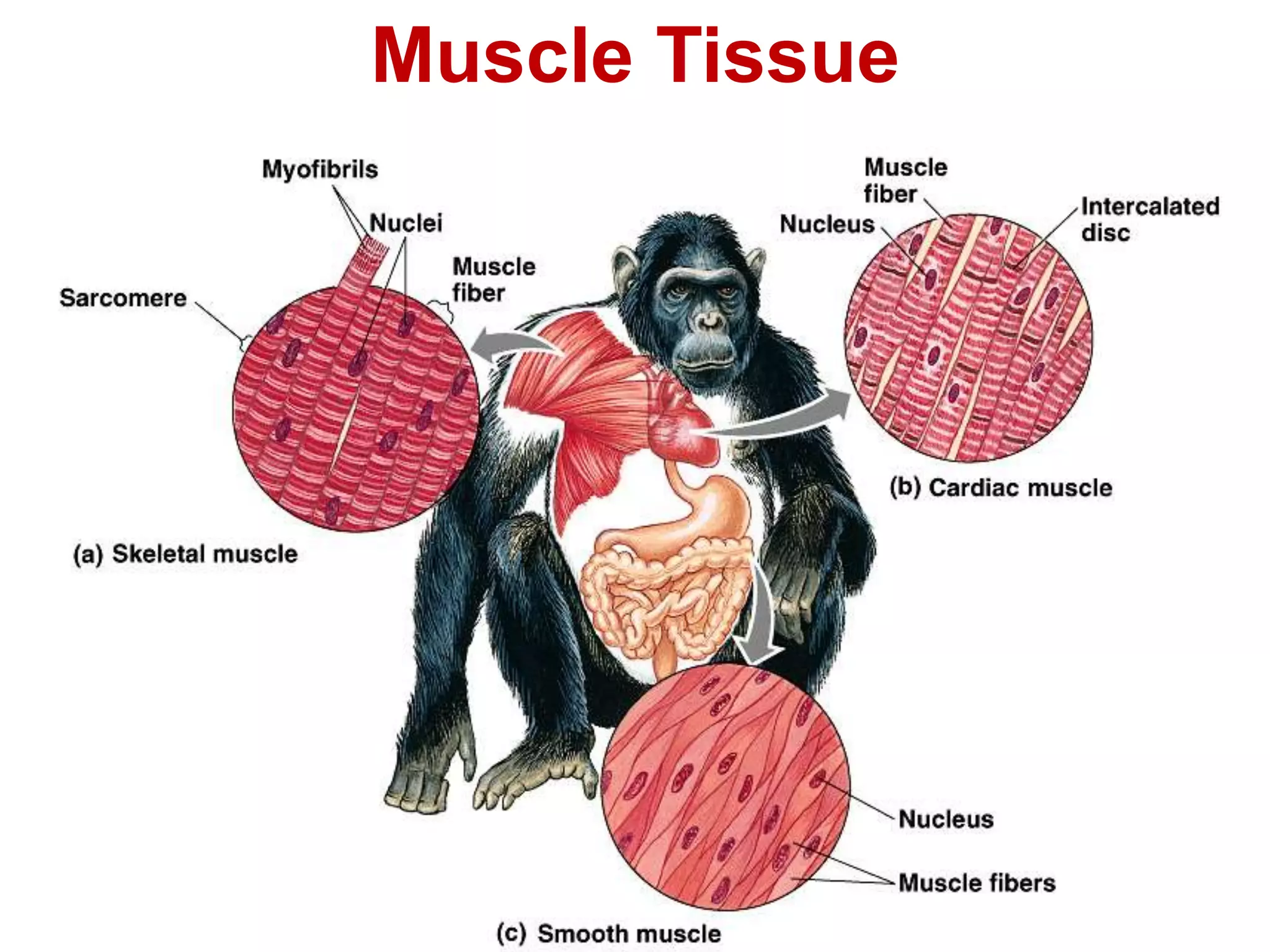 Muscle Tissue 
 