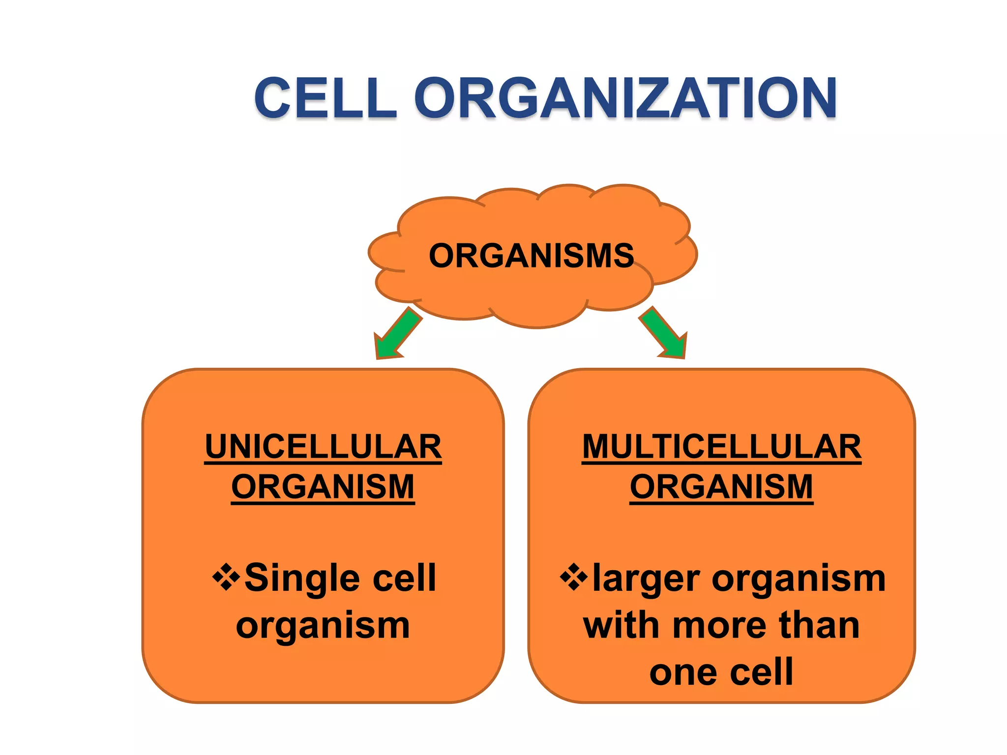 CELL ORGANIZATION 
ORGANISMS 
UNICELLULAR 
ORGANISM 
Single cell 
organism 
MULTICELLULAR 
ORGANISM 
larger organism 
with more than 
one cell 
 