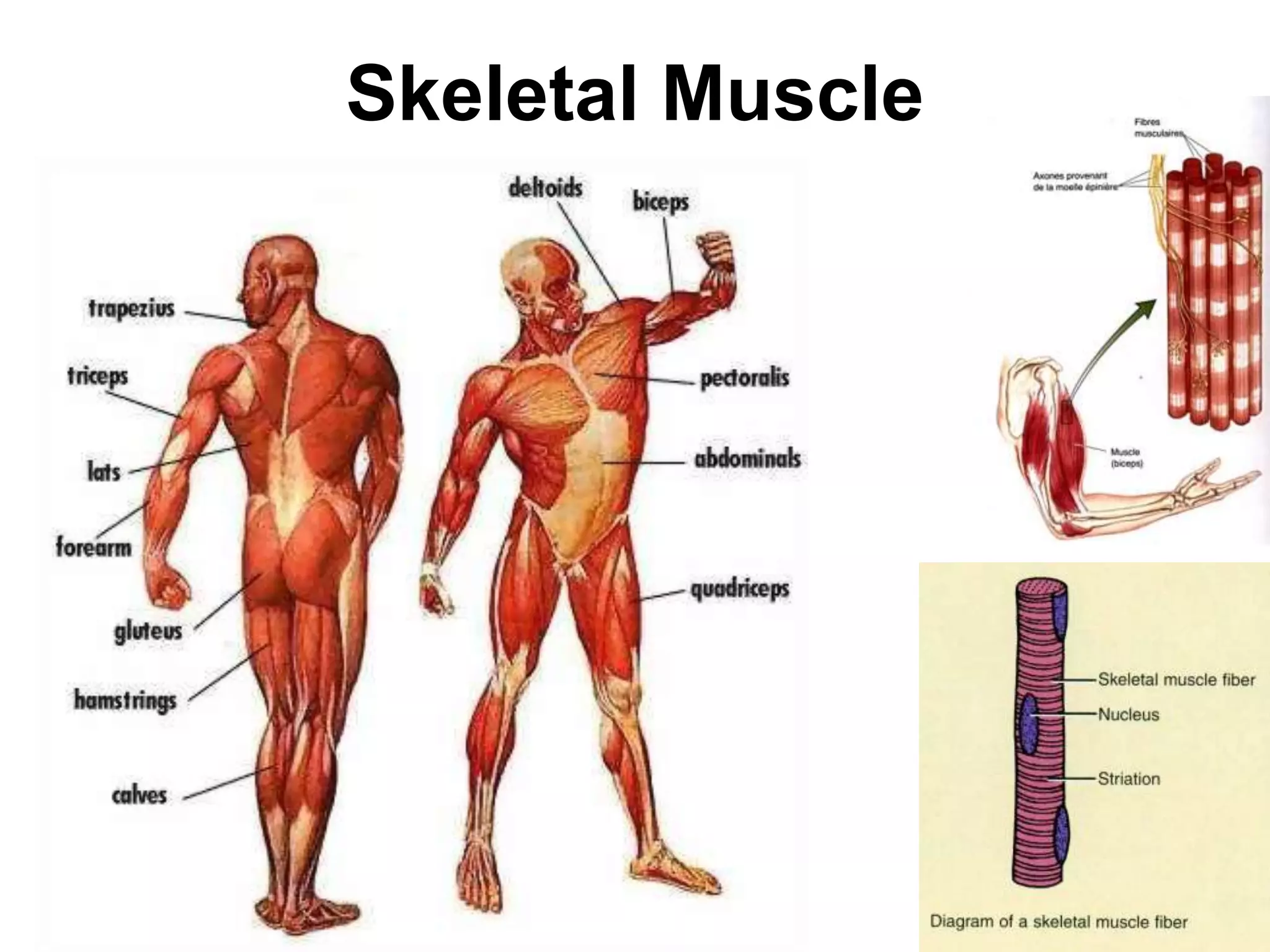 Skeletal Muscle 
 