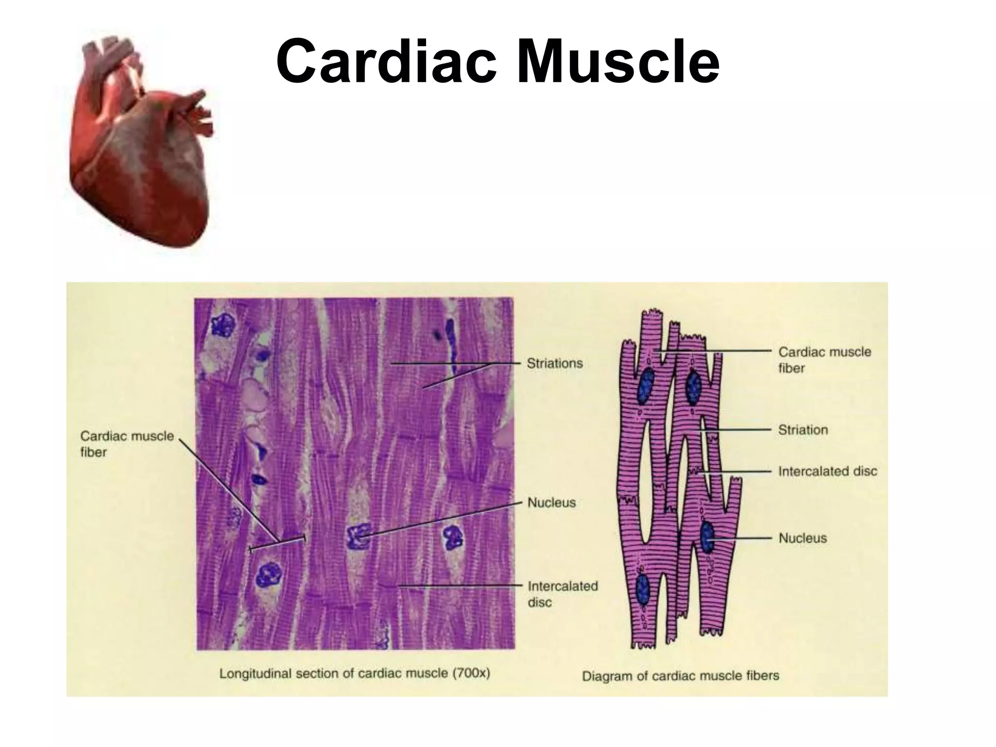 Cardiac Muscle 
 