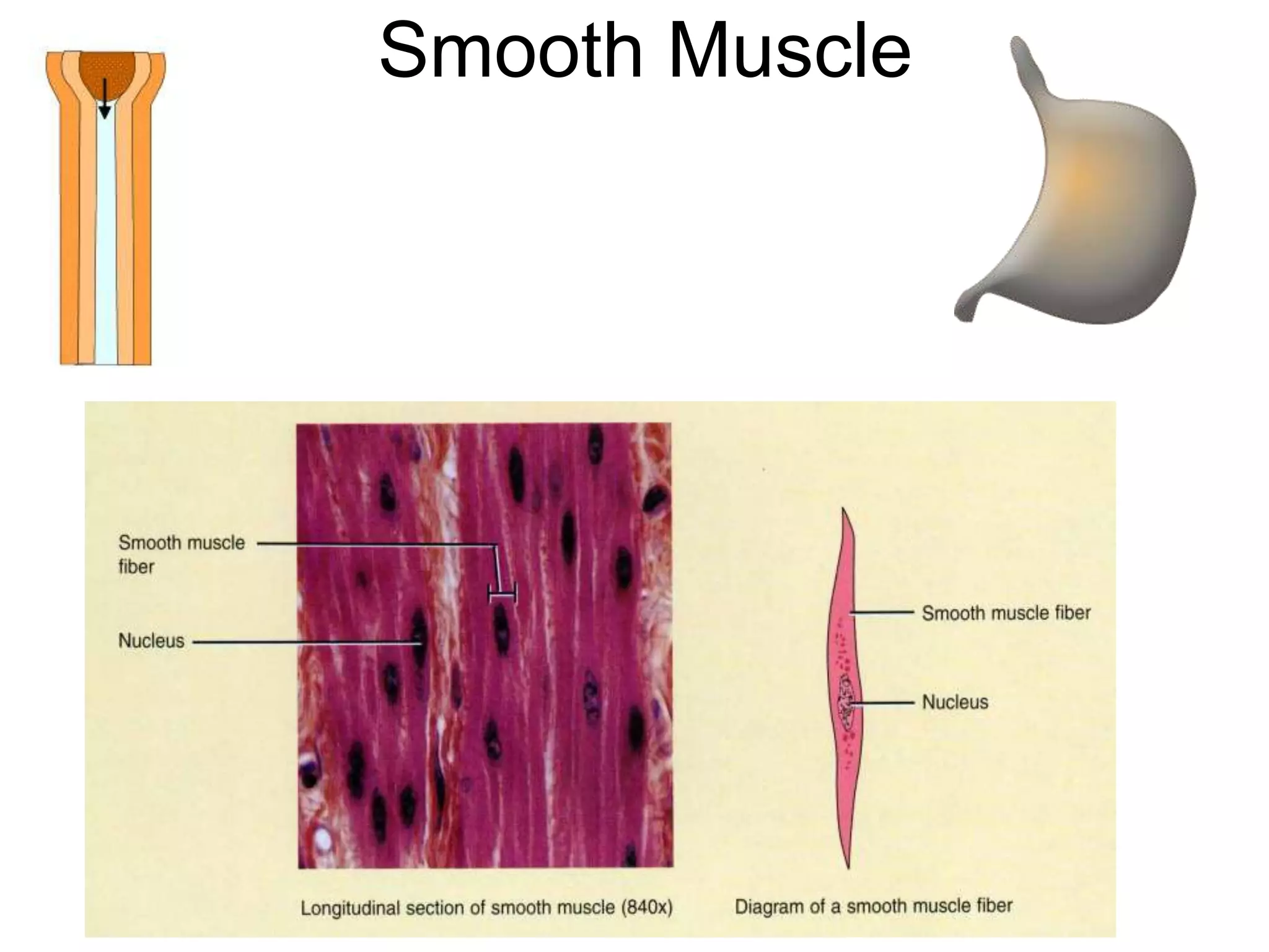 Smooth Muscle 
 