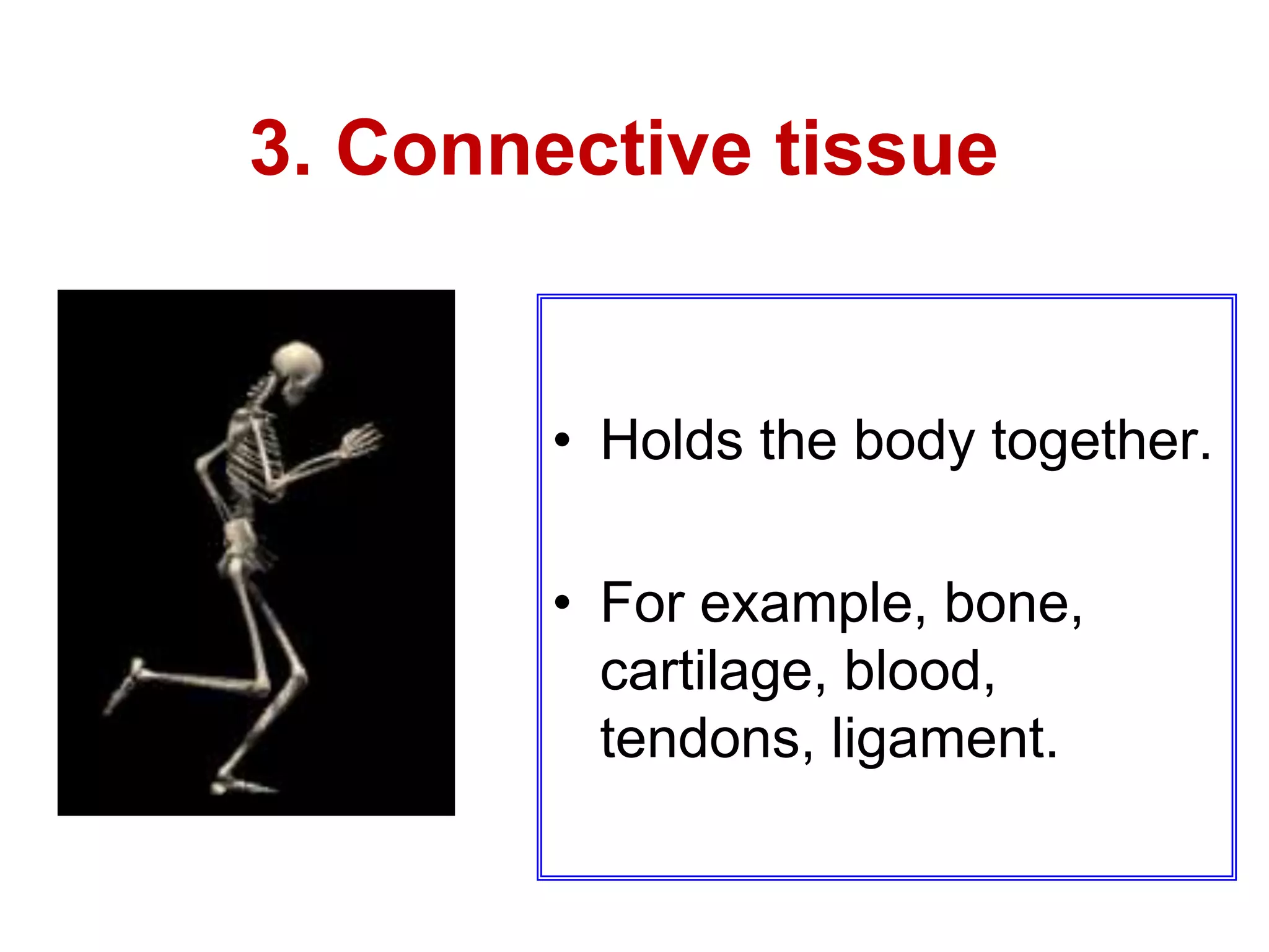 3. Connective tissue 
• Holds the body together. 
• For example, bone, 
cartilage, blood, 
tendons, ligament. 
 