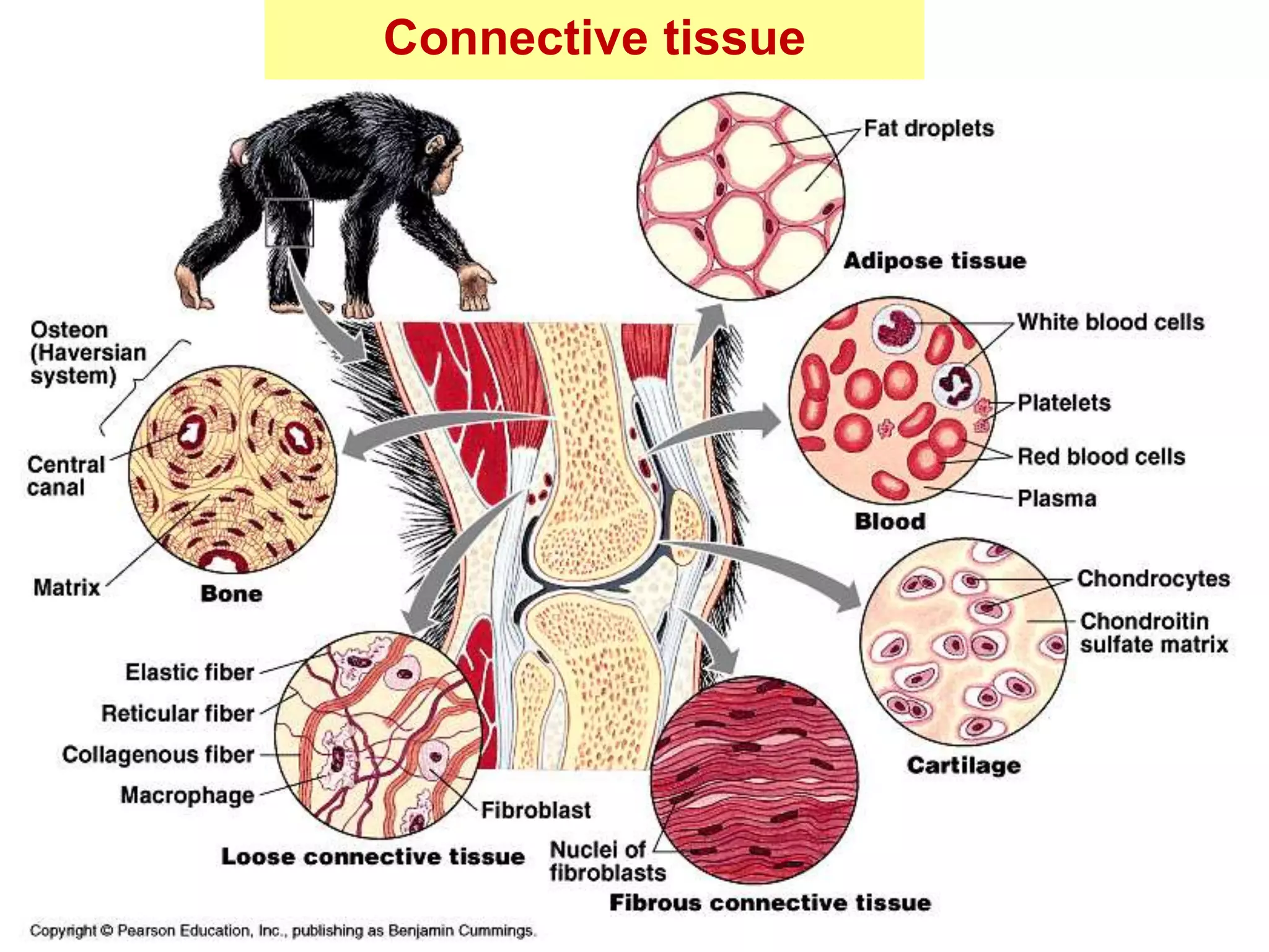 Connective tissue 
 