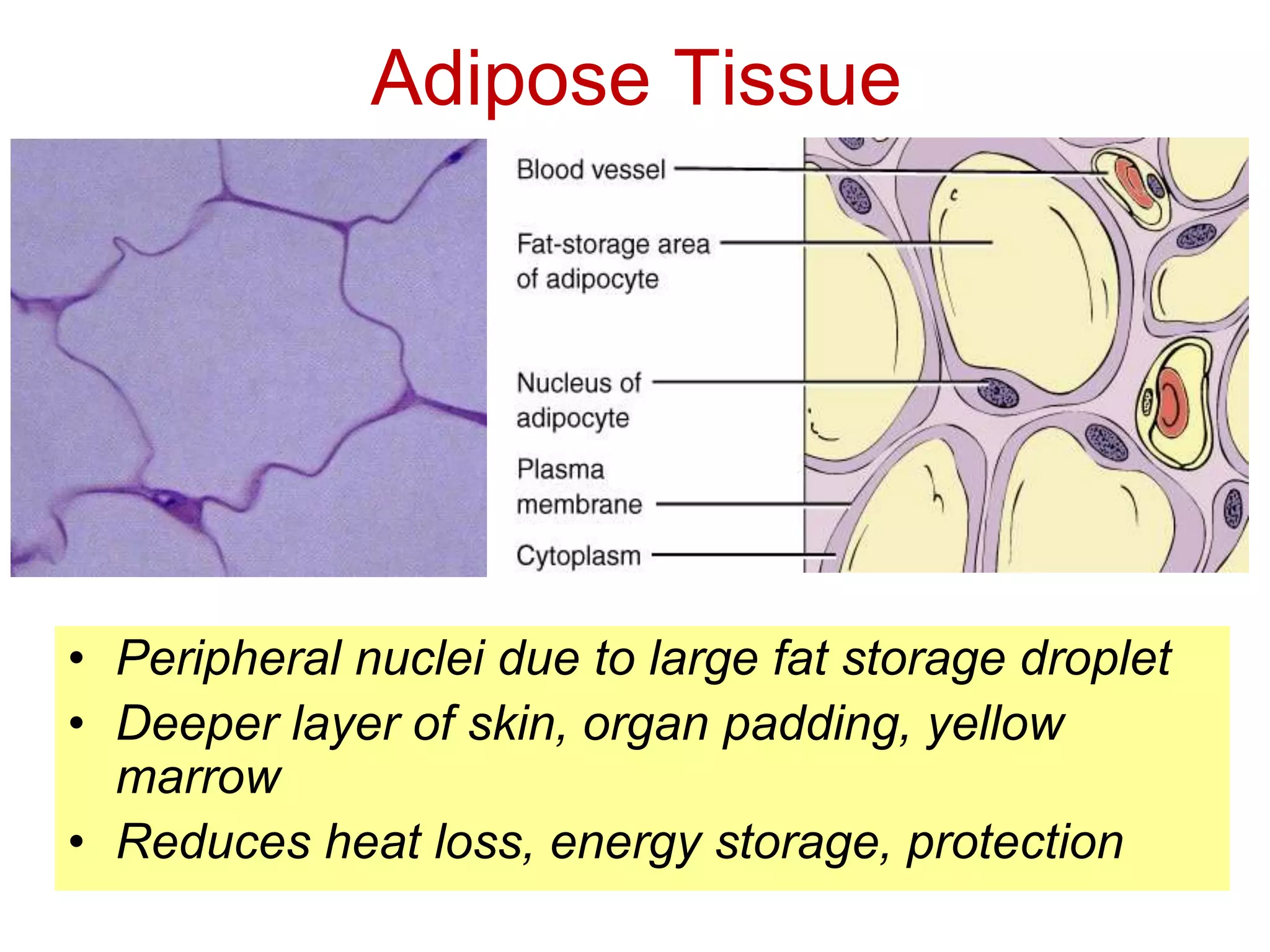 Adipose Tissue 
• Peripheral nuclei due to large fat storage droplet 
• Deeper layer of skin, organ padding, yellow 
marrow 
• Reduces heat loss, energy storage, protection 
 