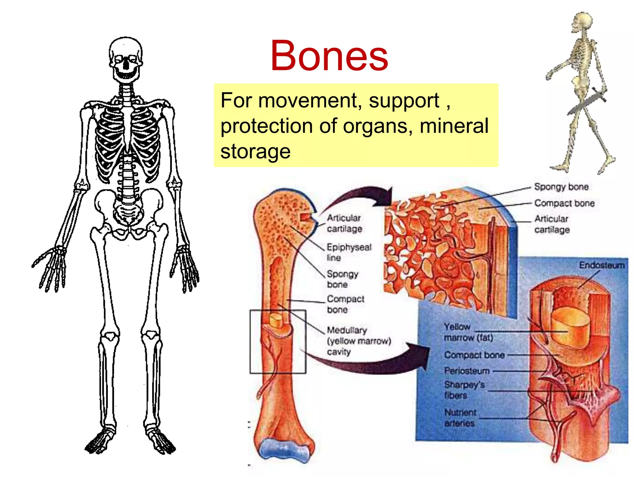 Bones 
For movement, support , 
protection of organs, mineral 
storage 
 