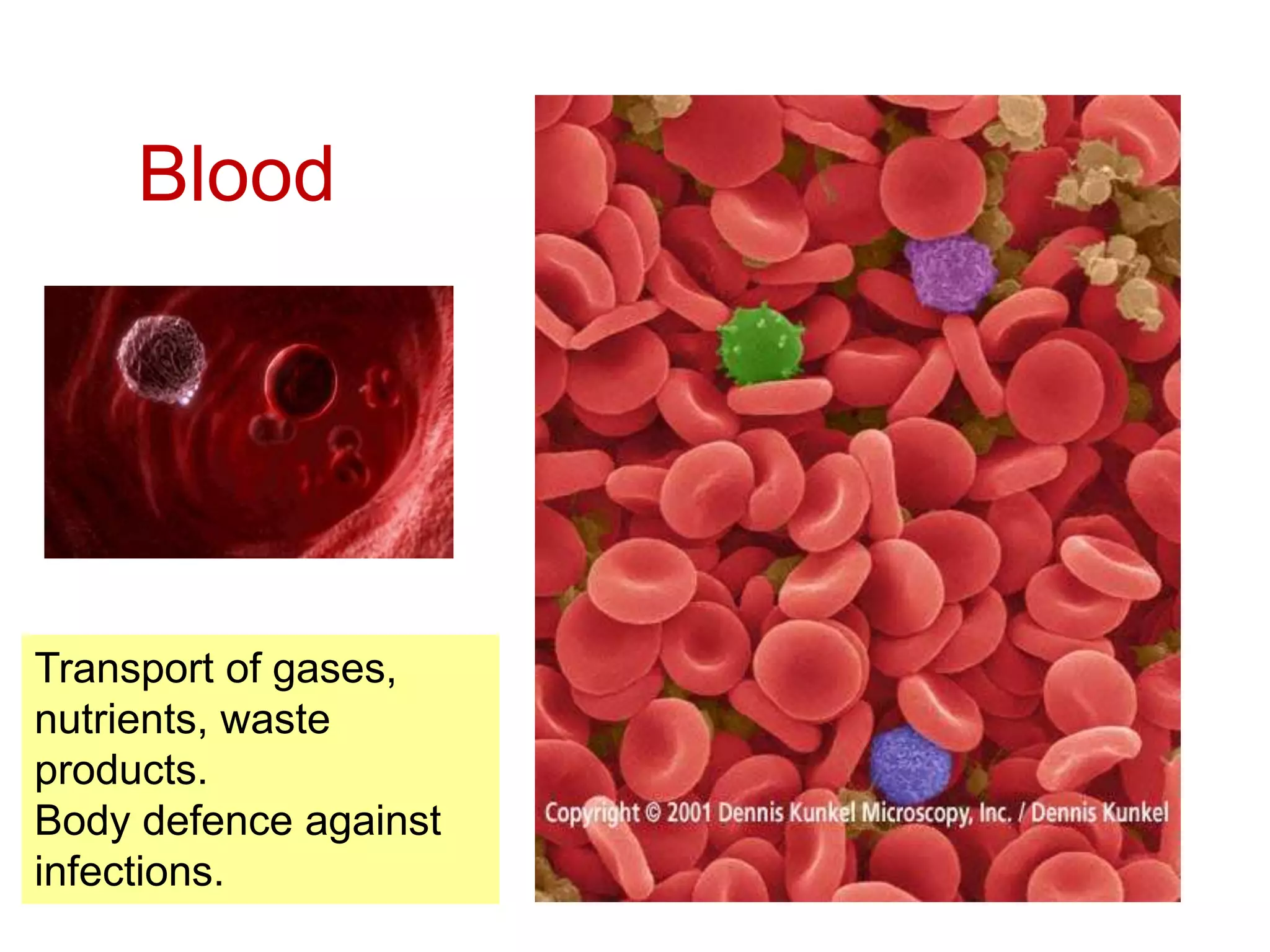 Blood 
Transport of gases, 
nutrients, waste 
products. 
Body defence against 
infections. 
 