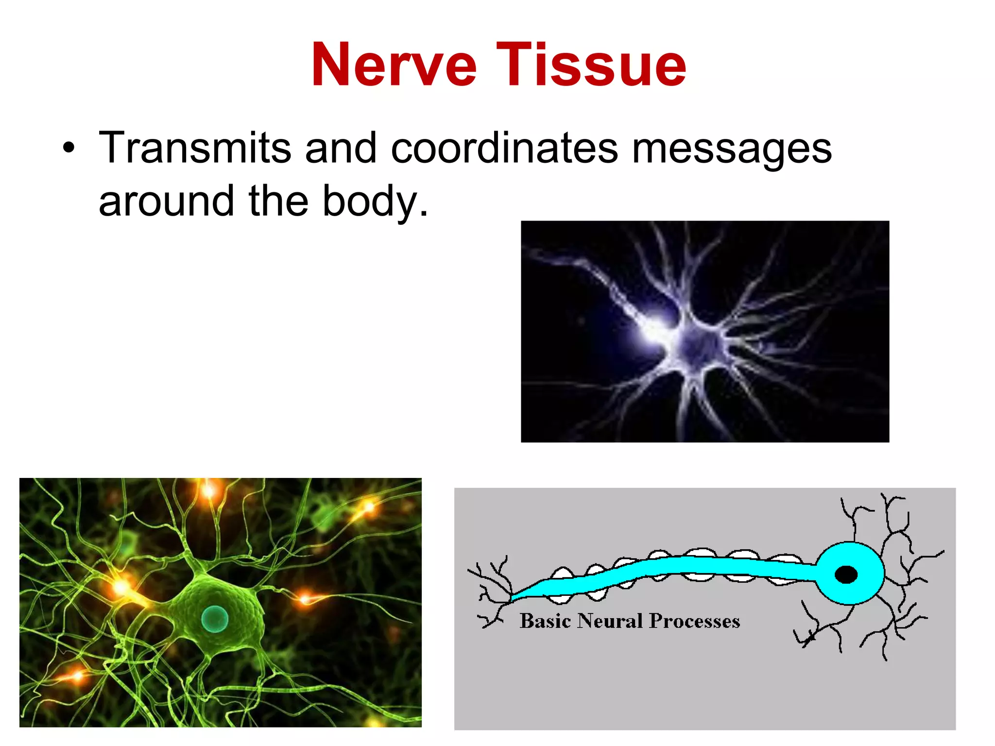 Nerve Tissue 
• Transmits and coordinates messages 
around the body. 
 
