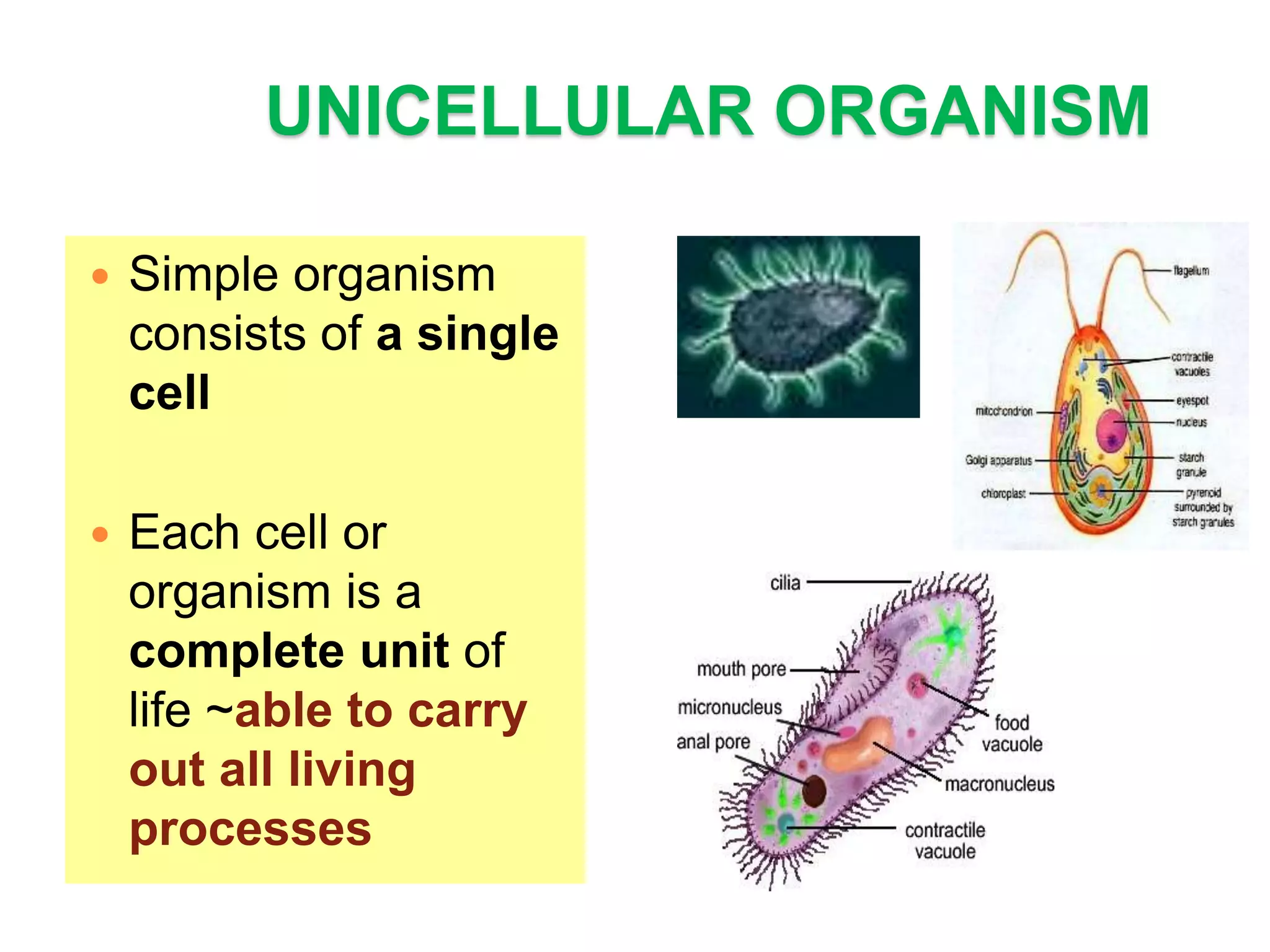 UNICELLULAR ORGANISM 
 Simple organism 
consists of a single 
cell 
 Each cell or 
organism is a 
complete unit of 
life ~able to carry 
out all living 
processes 
 