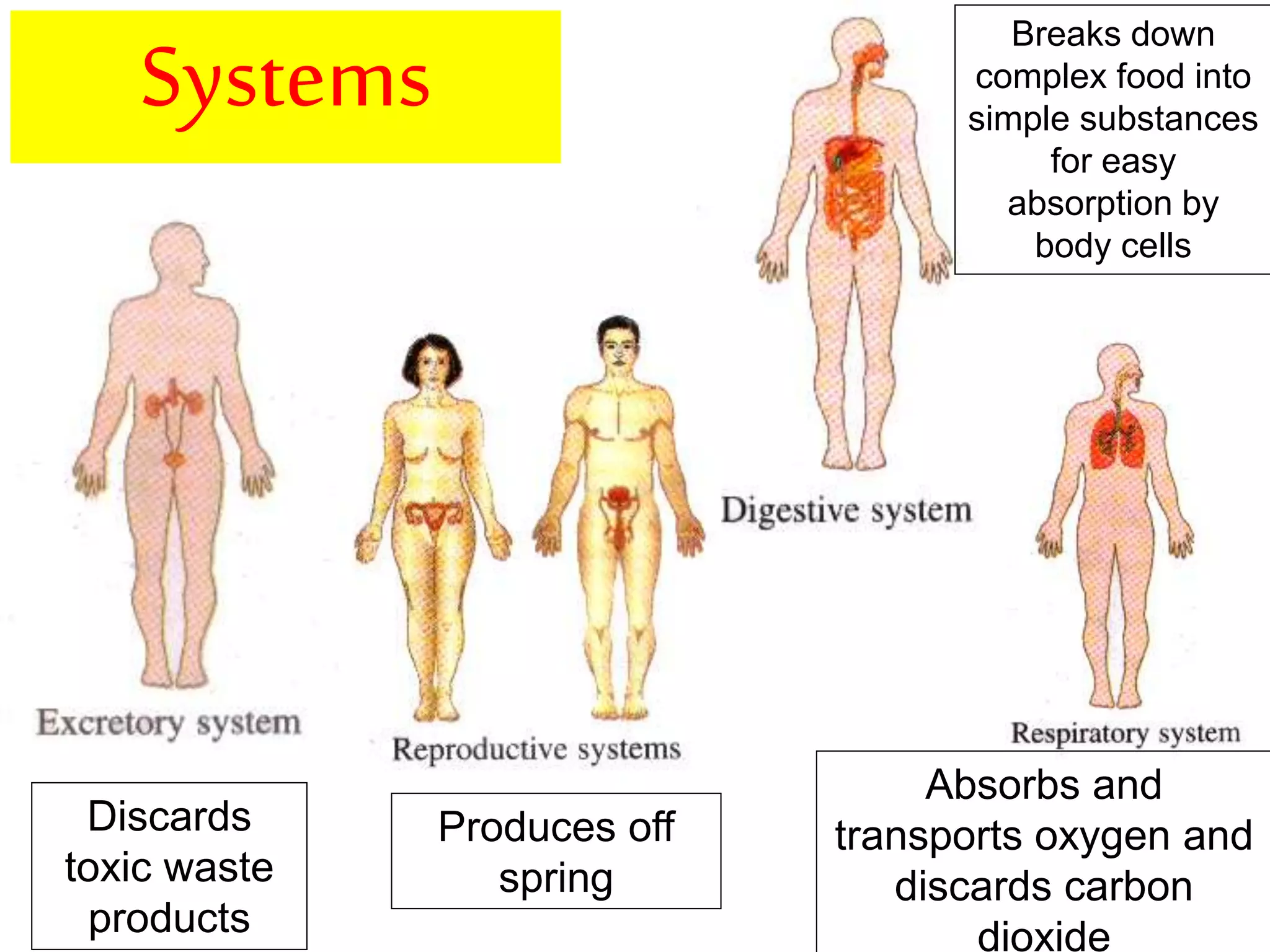 Discards 
toxic waste 
products 
Produces off 
spring 
Breaks down 
complex food into 
simple substances 
for easy 
absorption by 
body cells 
Absorbs and 
transports oxygen and 
discards carbon 
dioxide 
Systems 
 