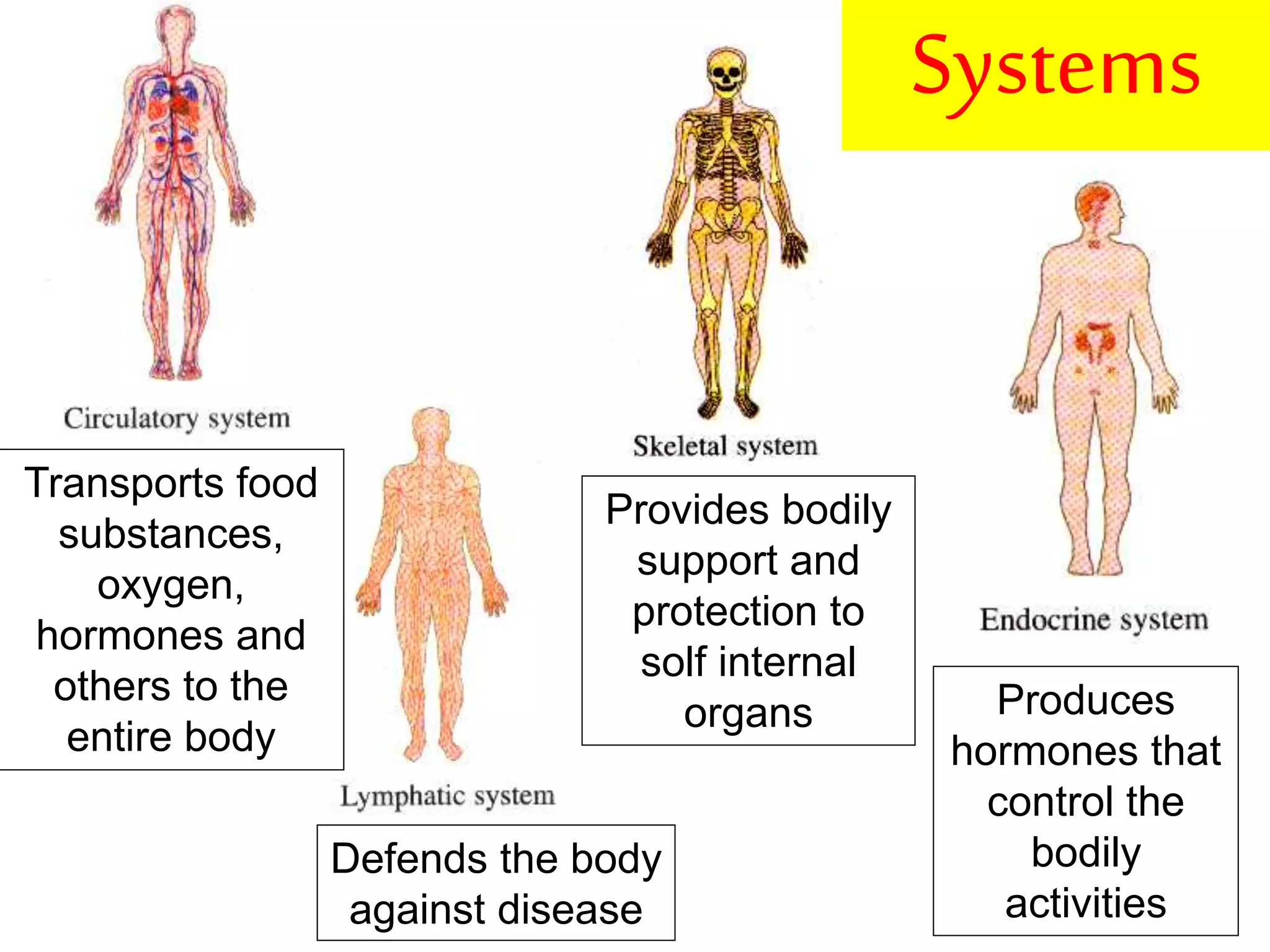Transports food 
substances, 
oxygen, 
hormones and 
others to the 
entire body 
Provides bodily 
support and 
protection to 
solf internal 
Defends the body 
against disease 
Systems 
organs Produces 
hormones that 
control the 
bodily 
activities 
 
