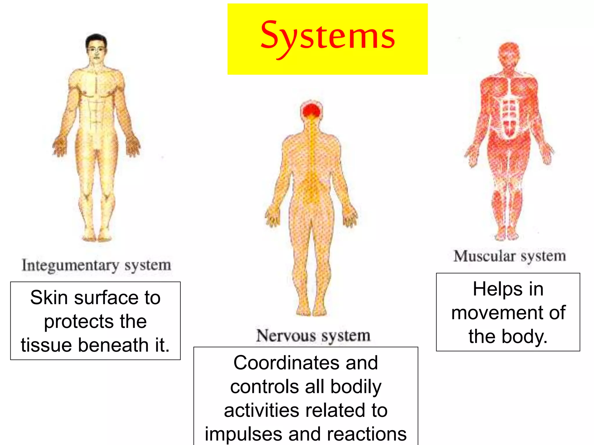 Skin surface to 
protects the 
tissue beneath it. 
Coordinates and 
controls all bodily 
activities related to 
impulses and reactions 
Helps in 
movement of 
the body. 
Systems 
 