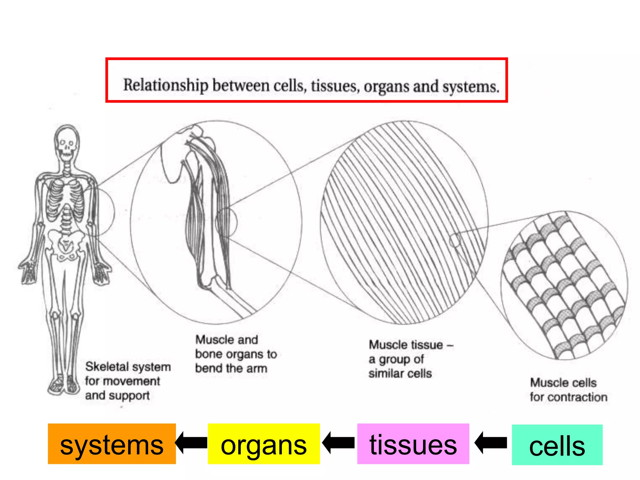 systems organs tissues cells 
 
