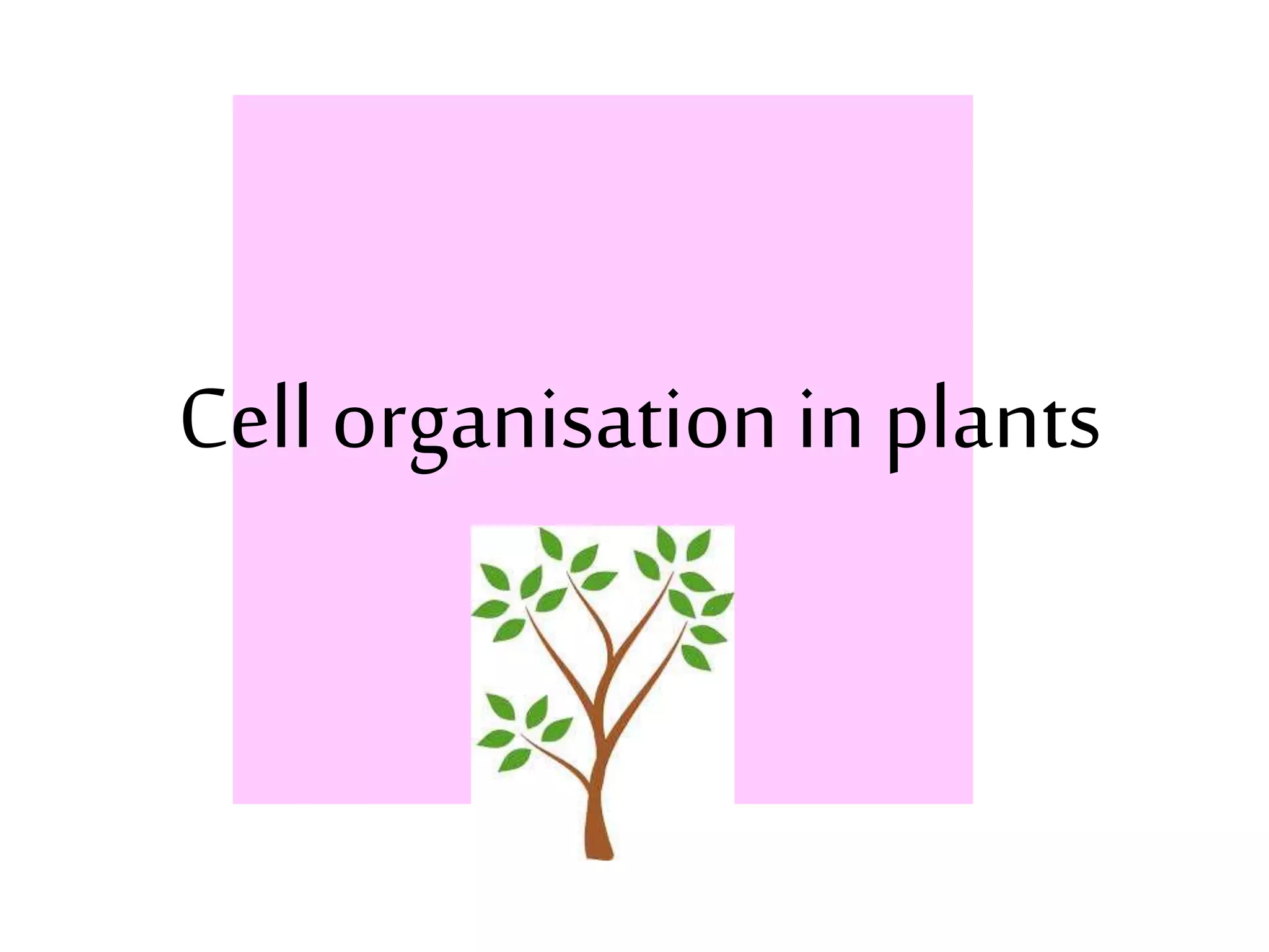 Cell organisation in plants 
 