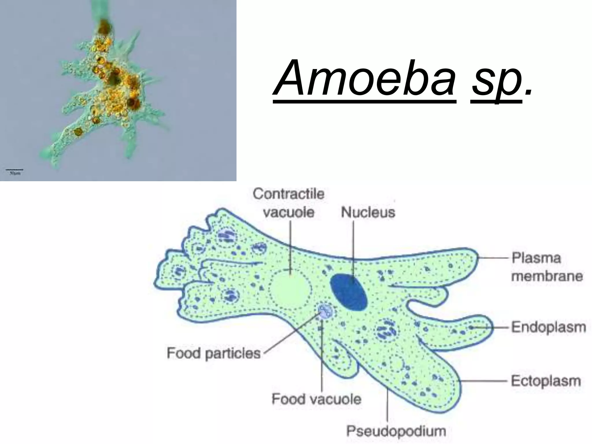 Amoeba sp. 
 