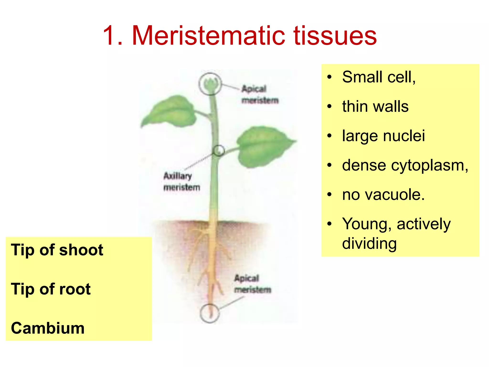 1. Meristematic tissues 
Tip of shoot 
Tip of root 
Cambium 
• Small cell, 
• thin walls 
• large nuclei 
• dense cytoplasm, 
• no vacuole. 
• Young, actively 
dividing 
 