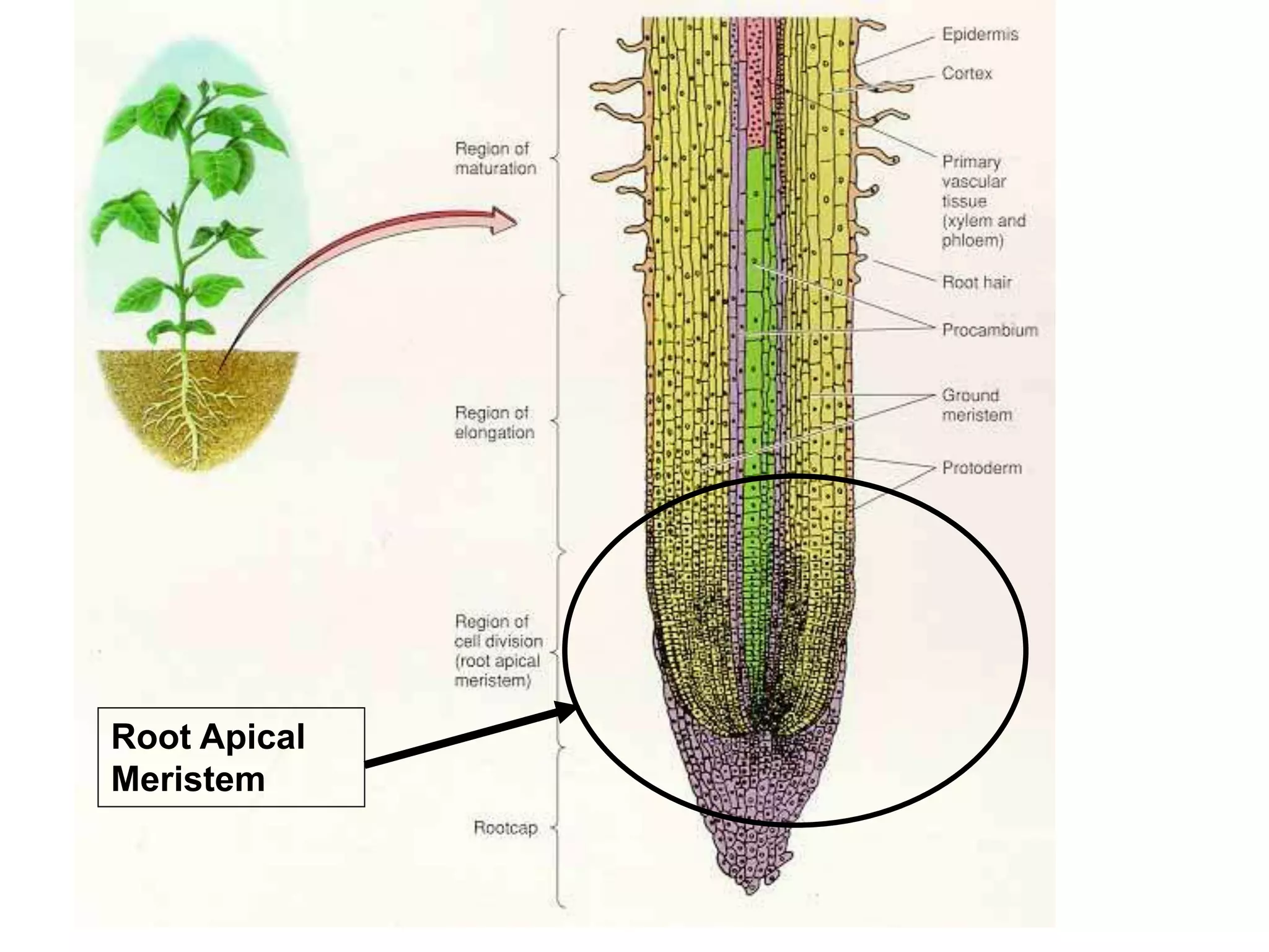Root Apical 
Meristem 
 