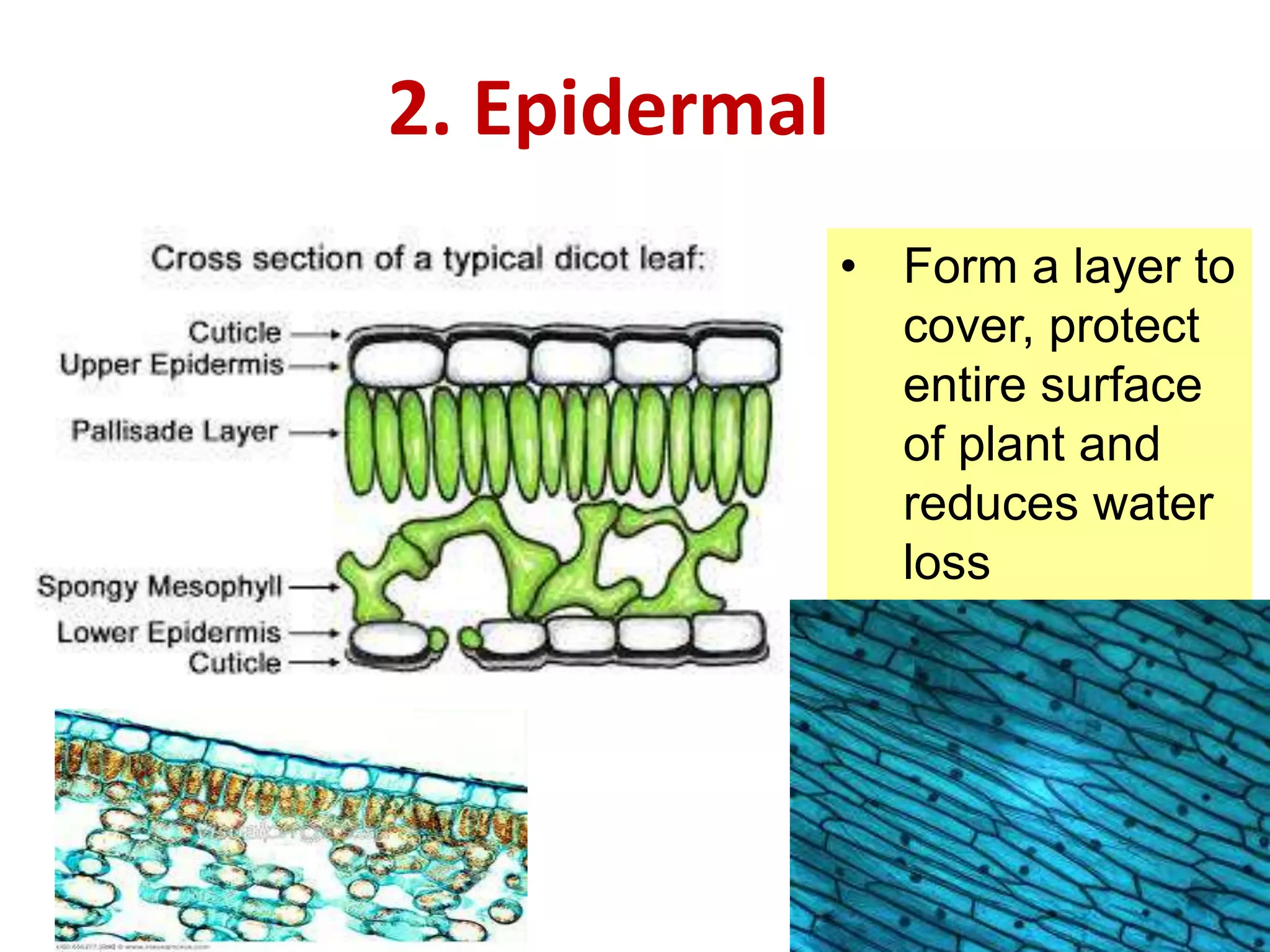 2. Epidermal 
• Form a layer to 
cover, protect 
entire surface 
of plant and 
reduces water 
loss 
 