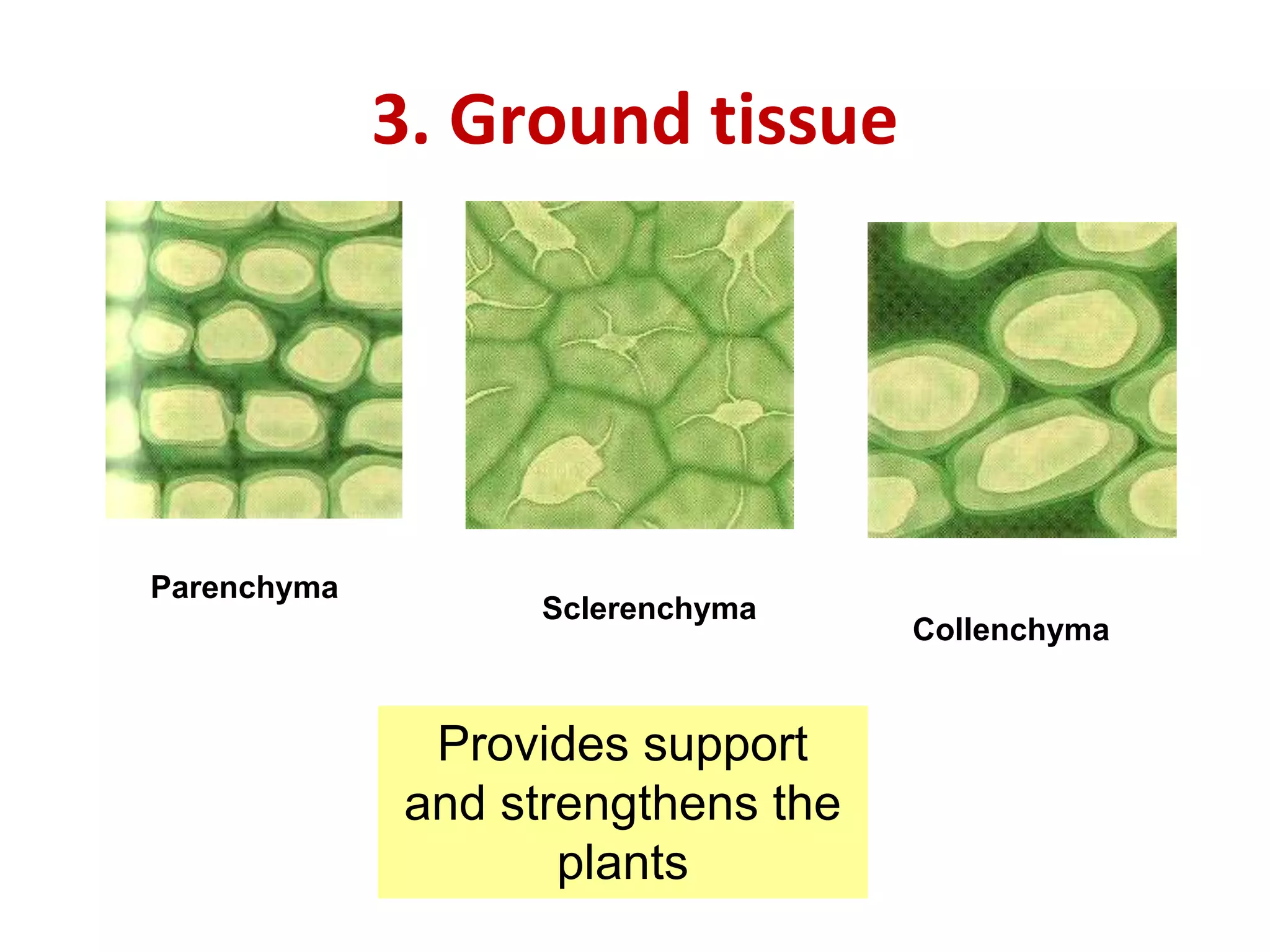 3. Ground tissue 
Parenchyma 
Collenchyma 
Sclerenchyma 
Provides support 
and strengthens the 
plants 
 