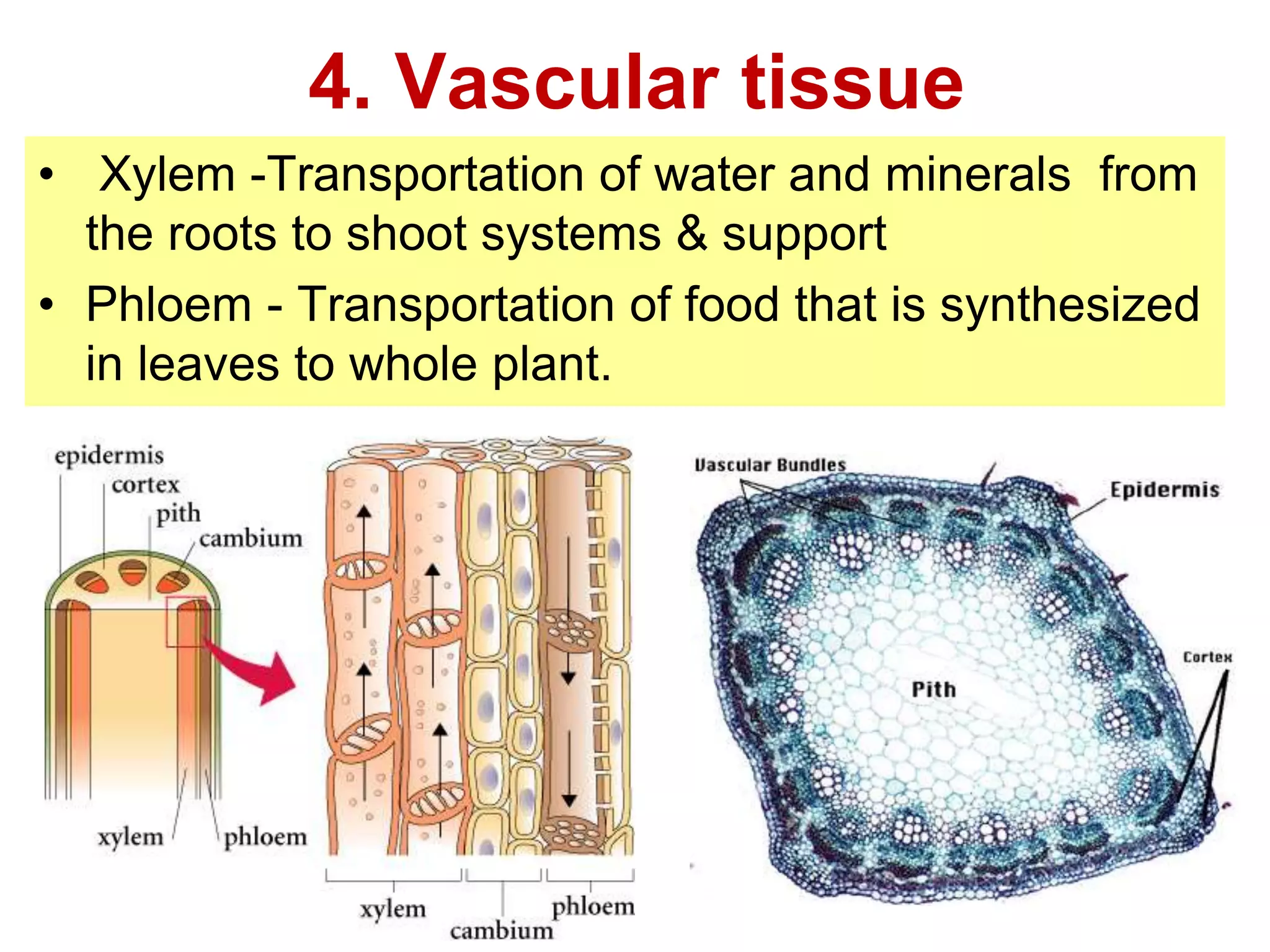 4. Vascular tissue 
• Xylem -Transportation of water and minerals from 
the roots to shoot systems & support 
• Phloem - Transportation of food that is synthesized 
in leaves to whole plant. 
 